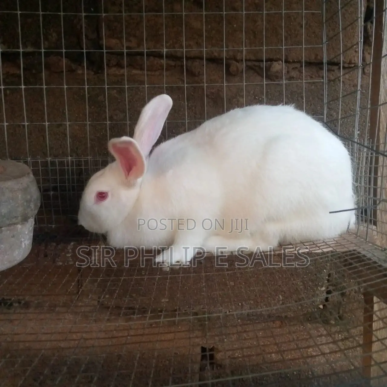 New Zealand Rabbit