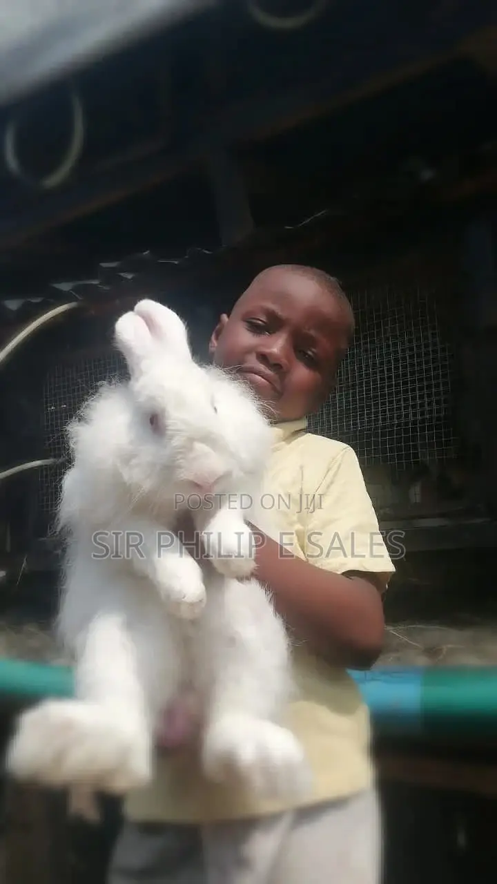 New Zealand Rabbit