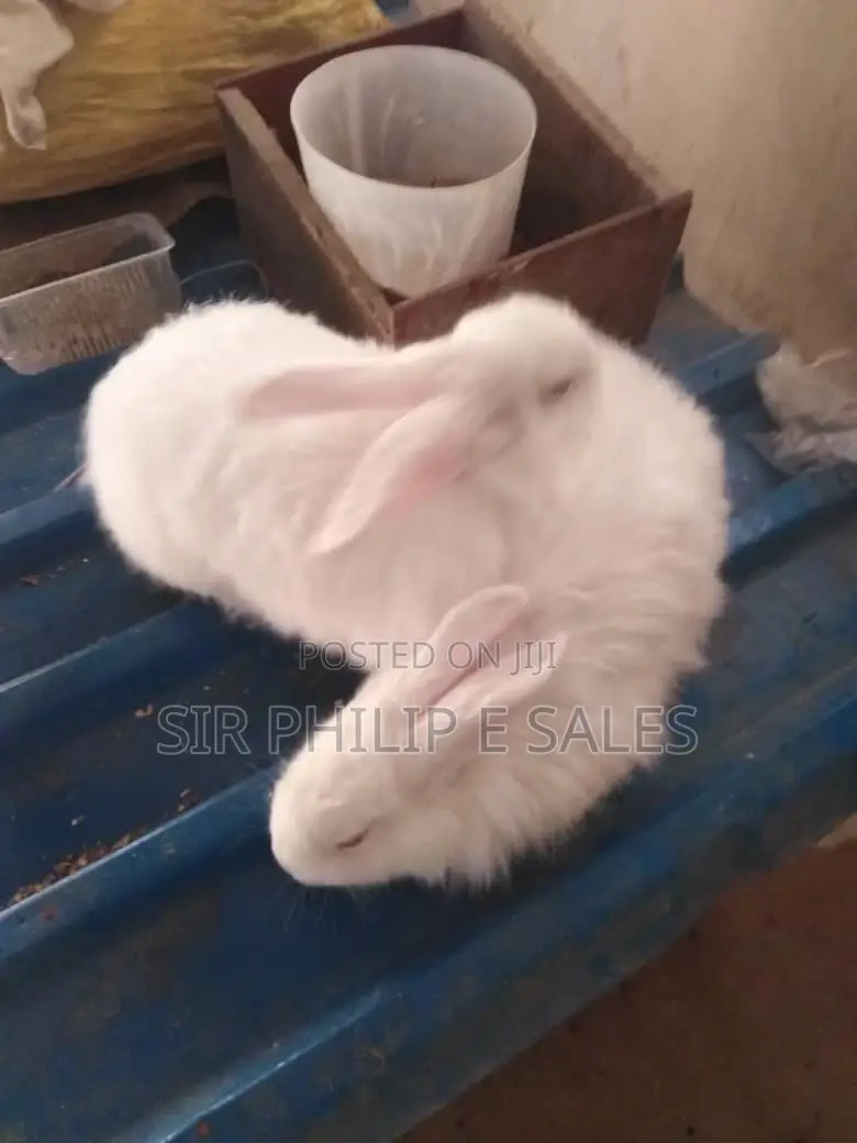 New Zealand Rabbit
