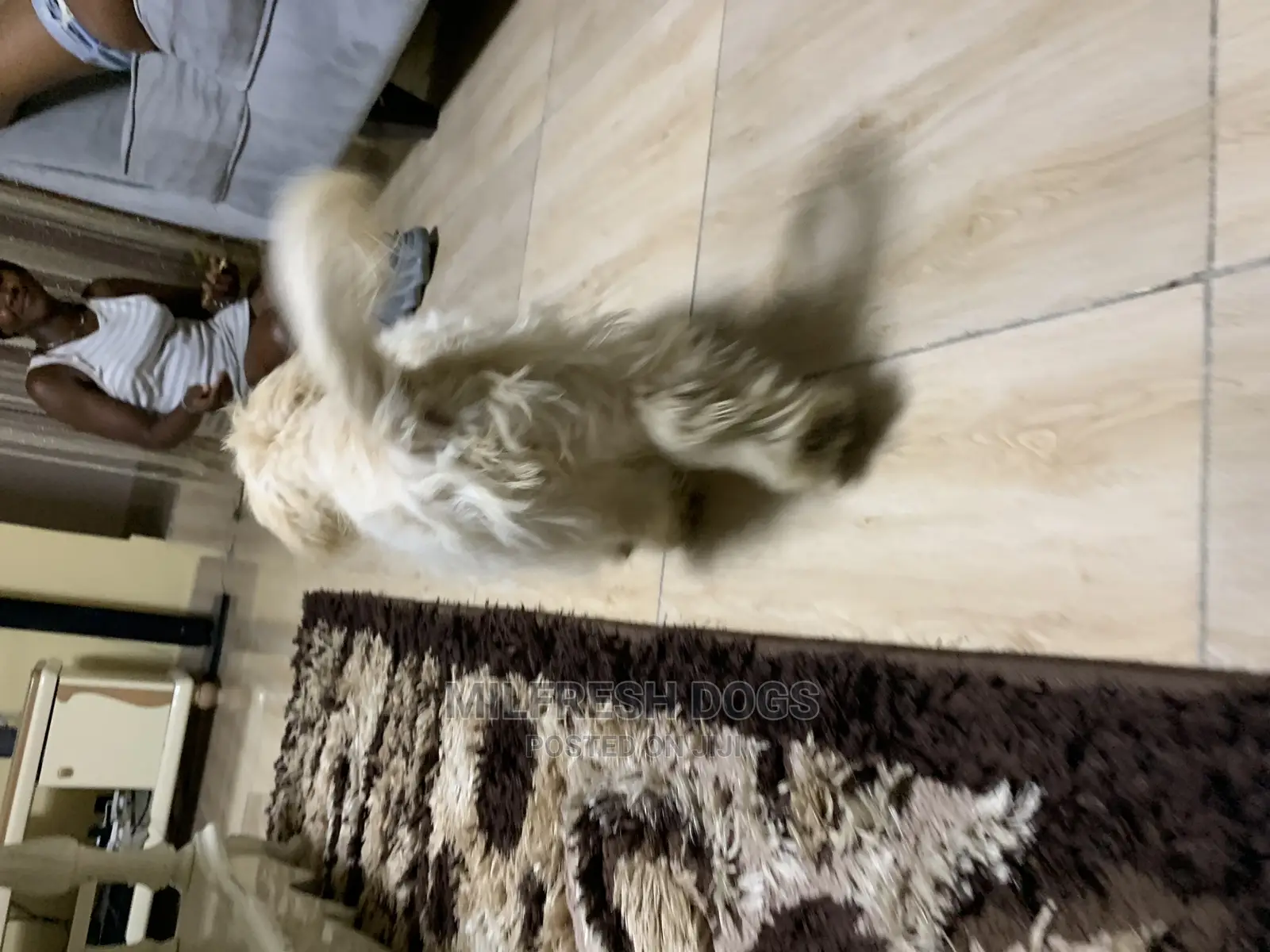 6-12 Months Female Purebred Lhasa Apso