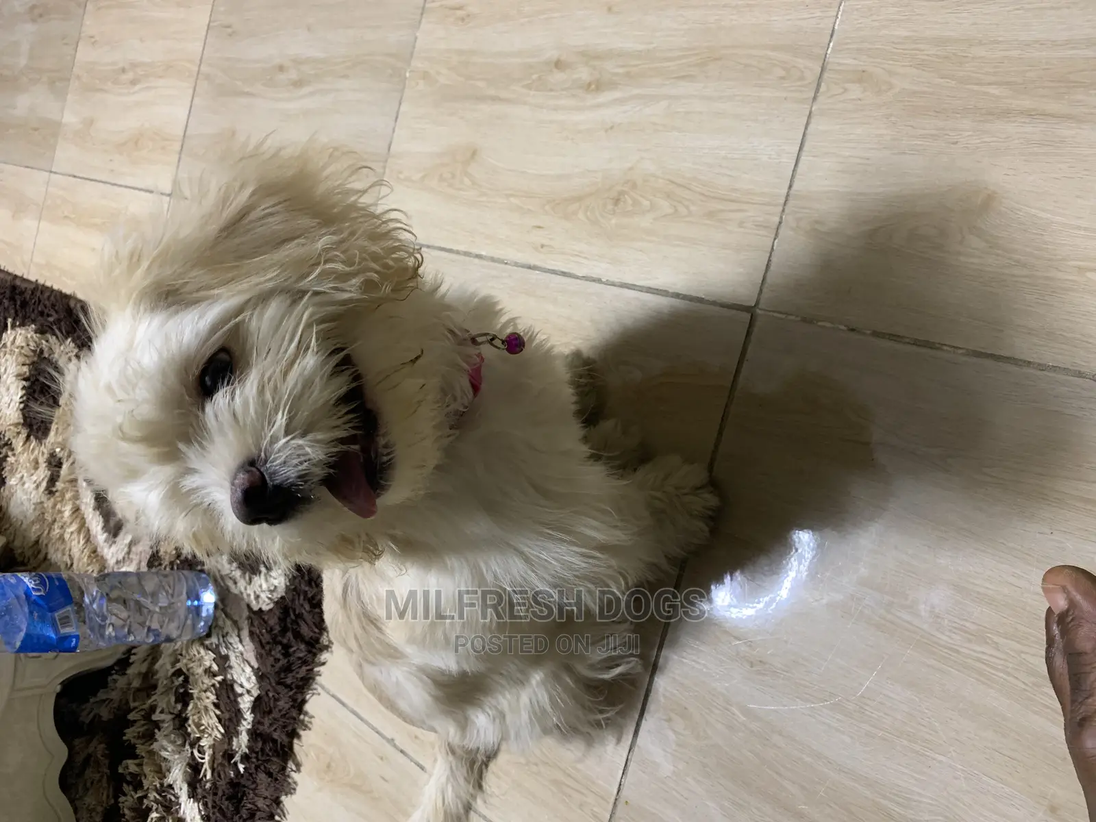 6-12 Months Female Purebred Lhasa Apso