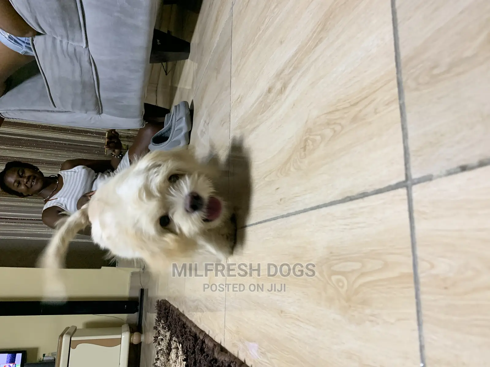 6-12 Months Female Purebred Lhasa Apso