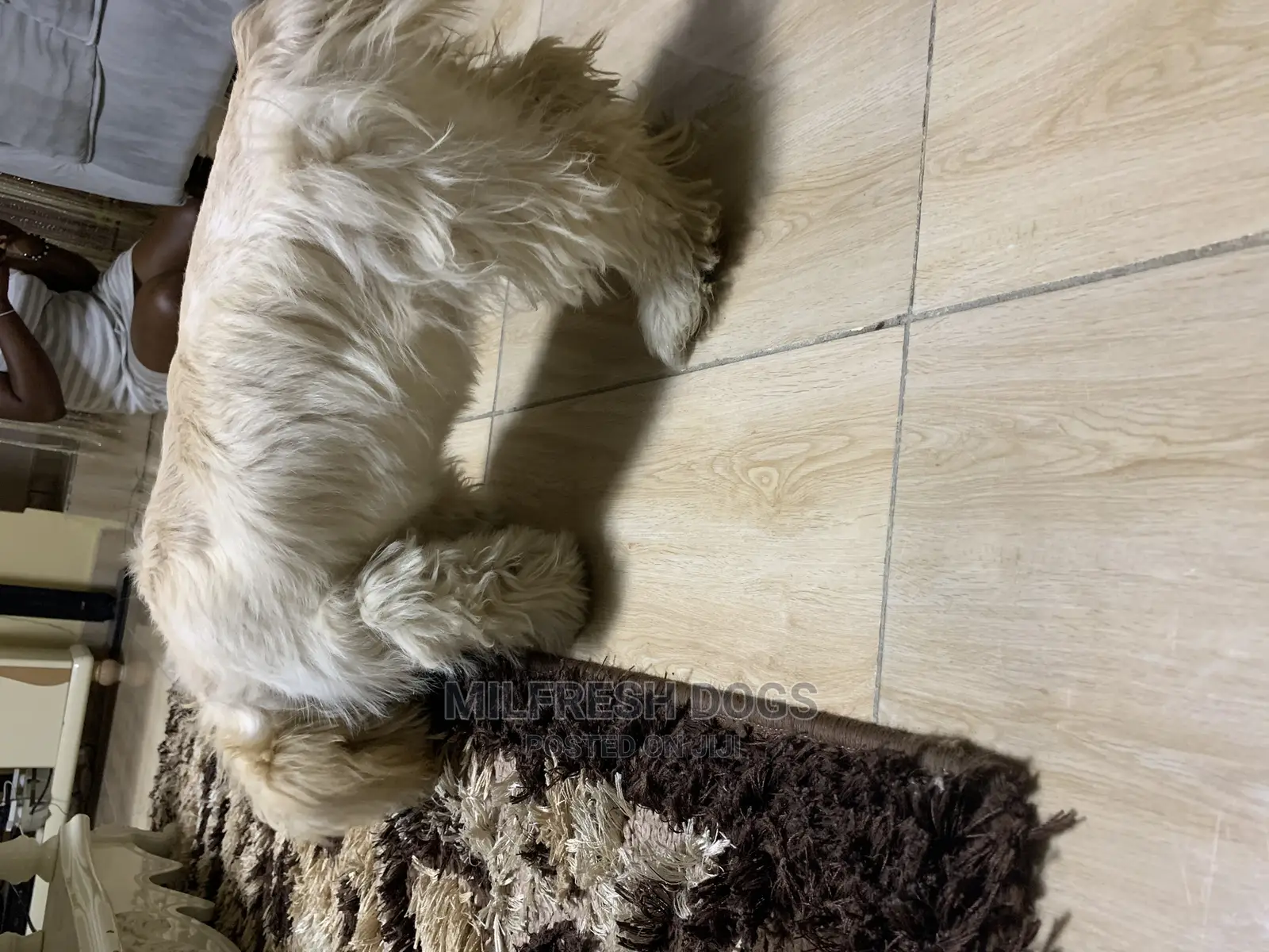 6-12 Months Female Purebred Lhasa Apso
