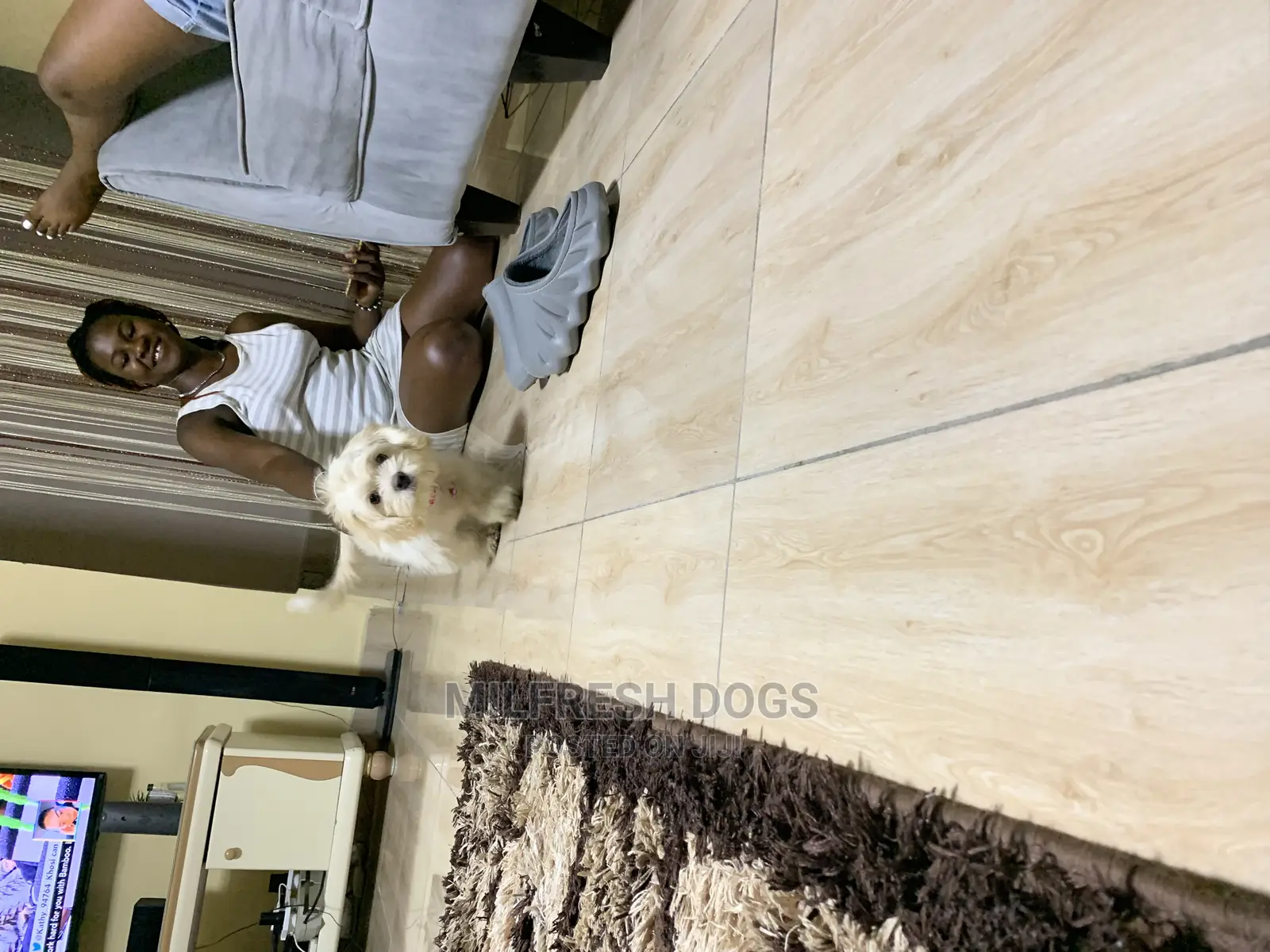 6-12 Months Female Purebred Lhasa Apso
