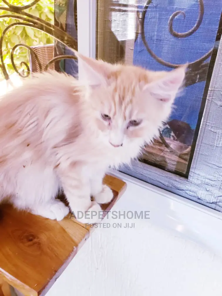 1-3 months Female Purebred Maine Coon