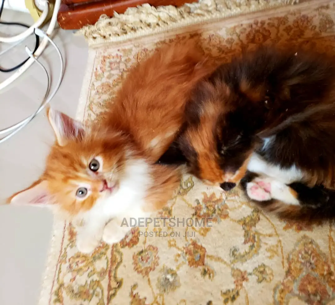 1-3 months Female Purebred Maine Coon