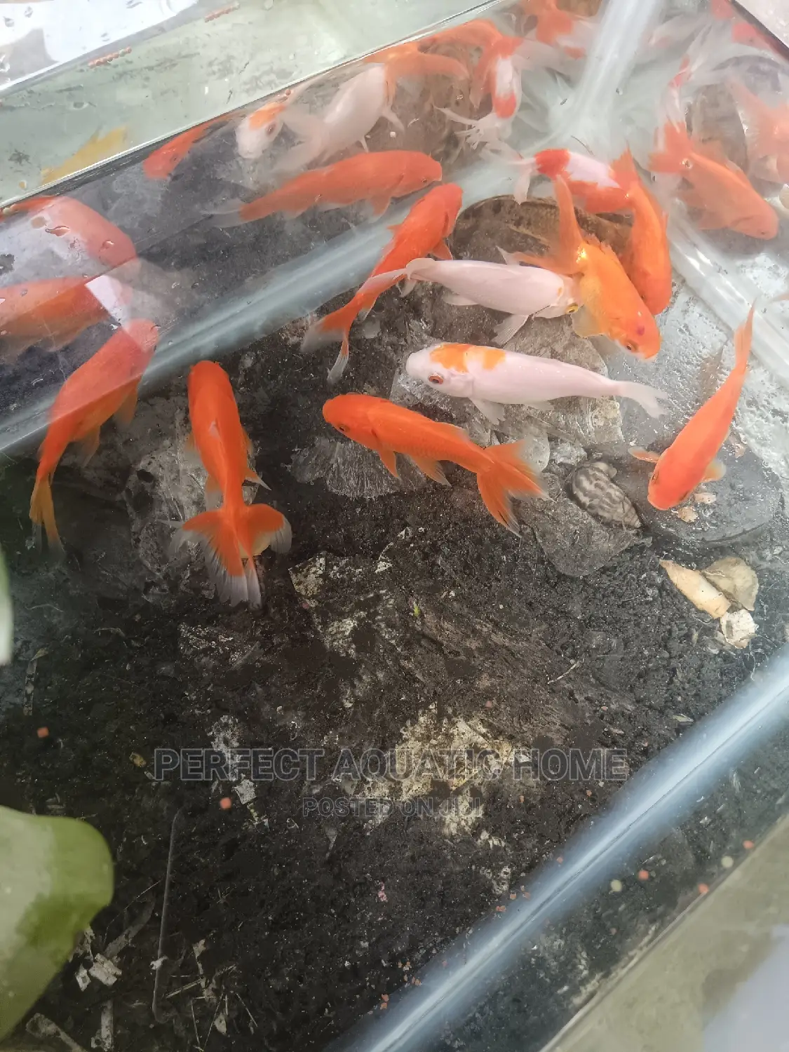 Golden Fish for Aquarium