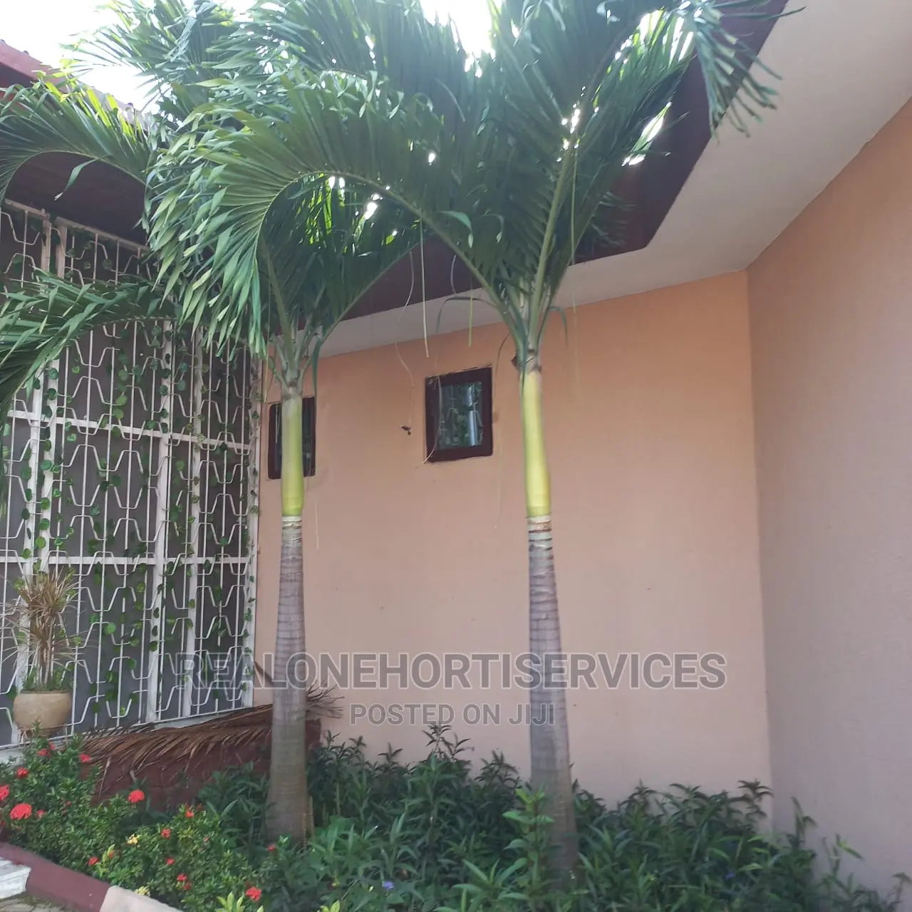 Matured Avenue Palm Trees