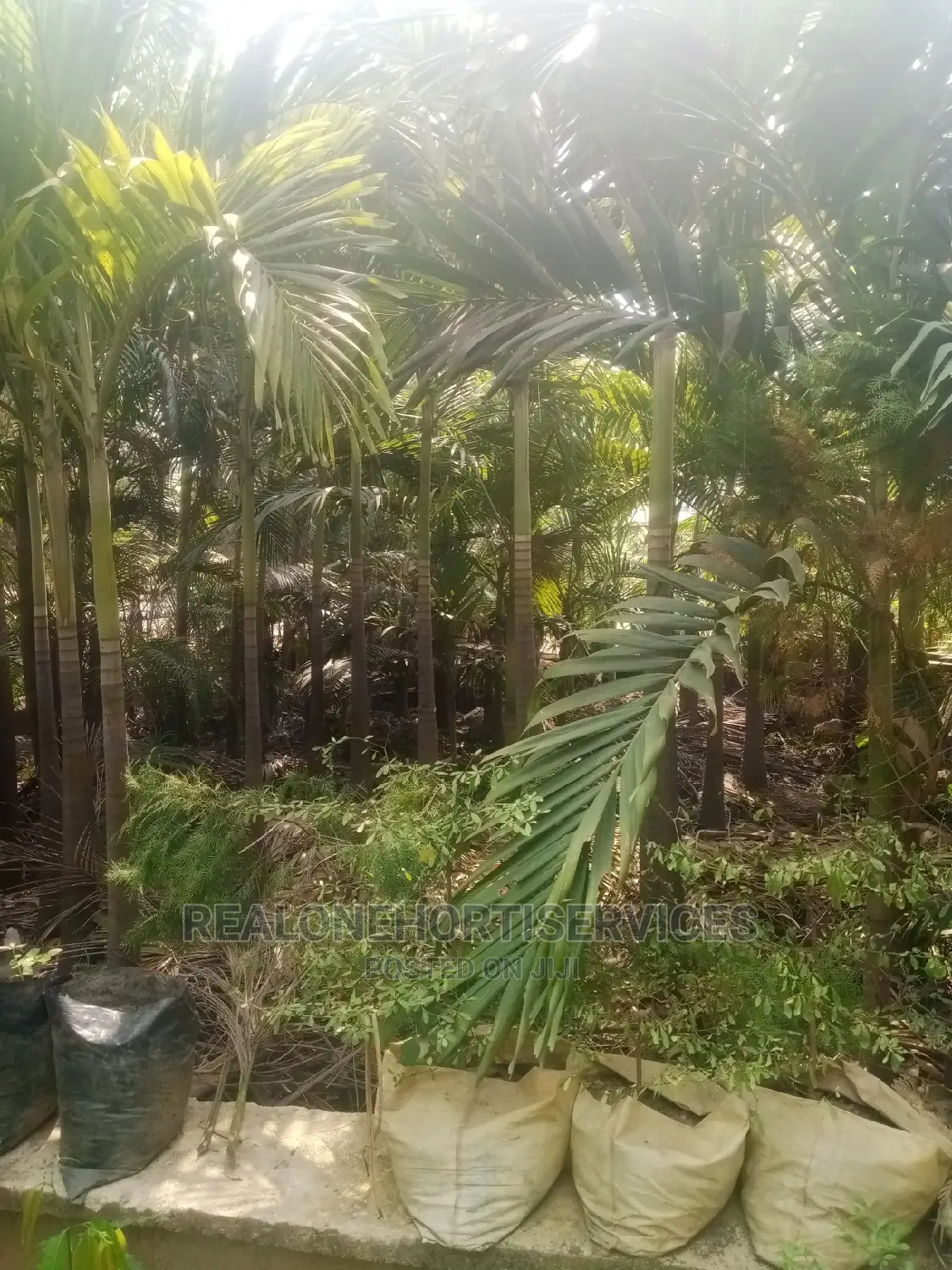 Matured Avenue Palm Trees