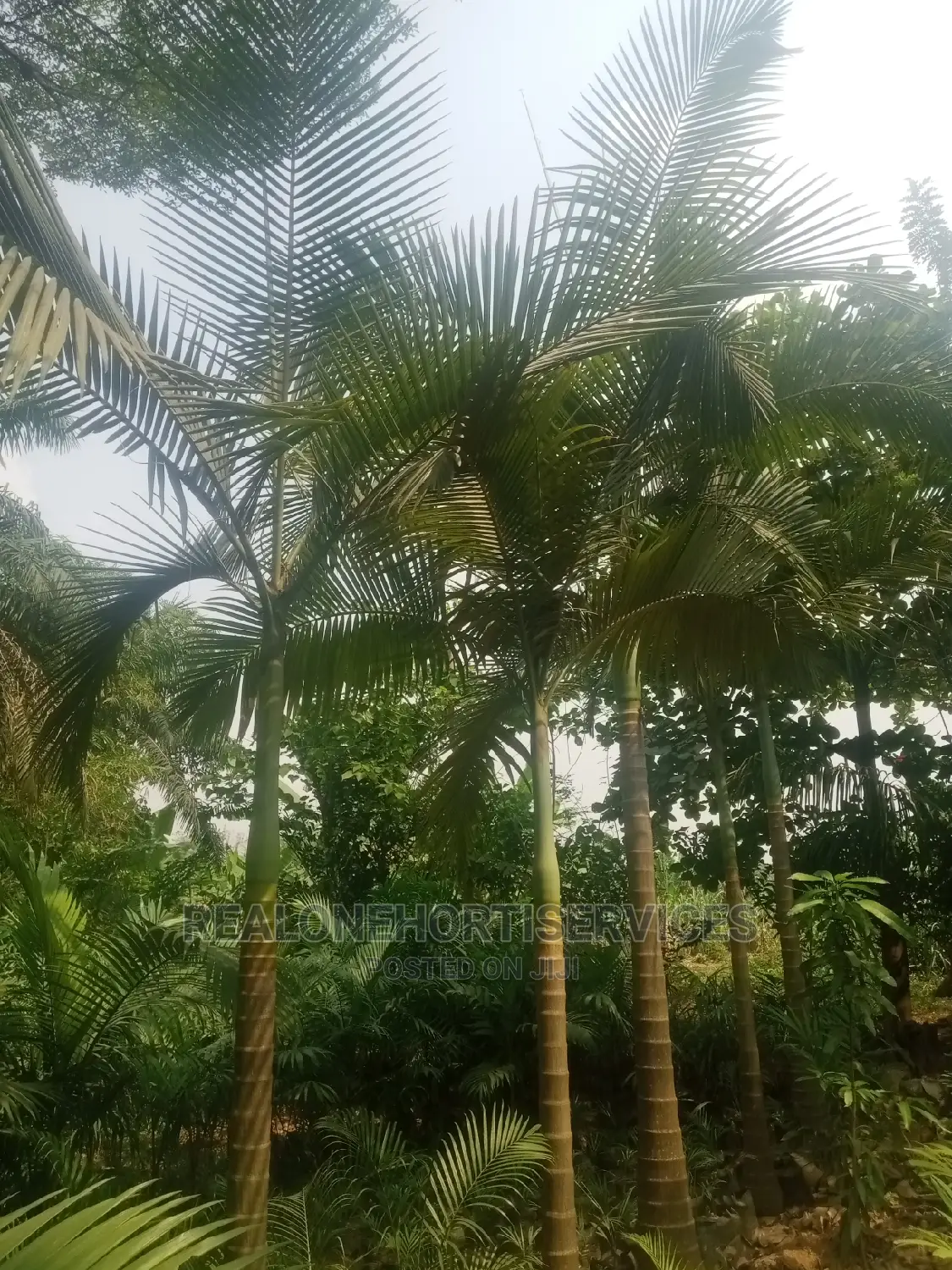 Matured Avenue Palm Trees