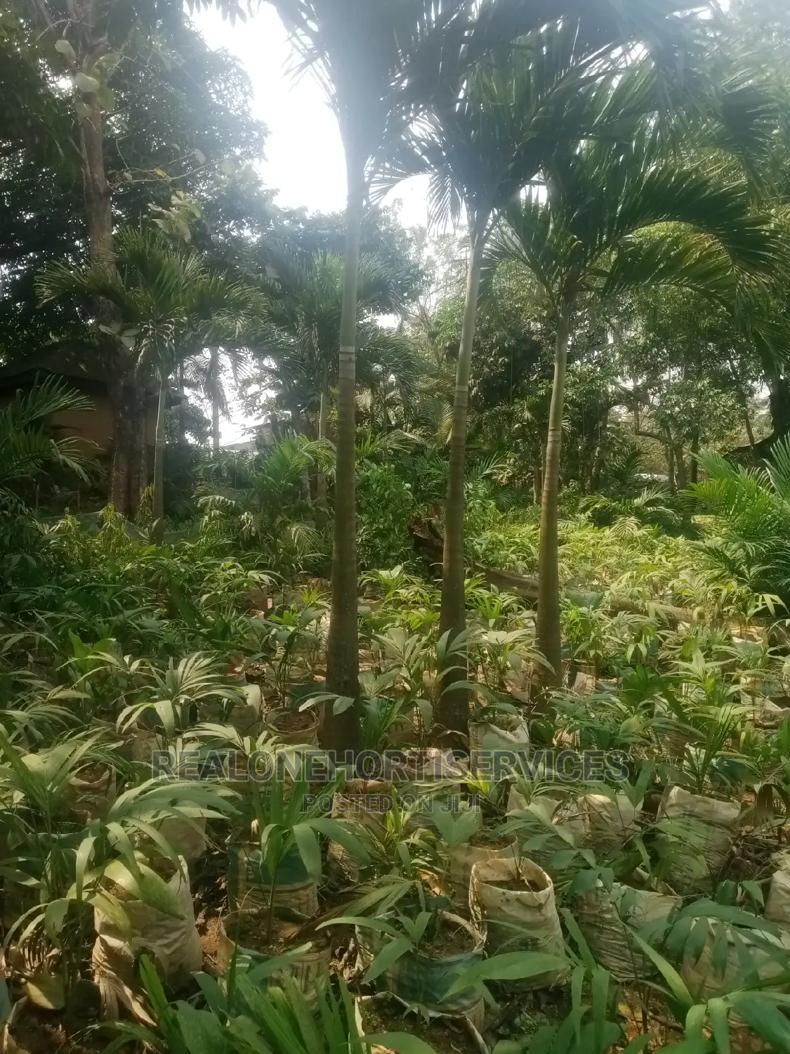 Matured Avenue Palm Trees