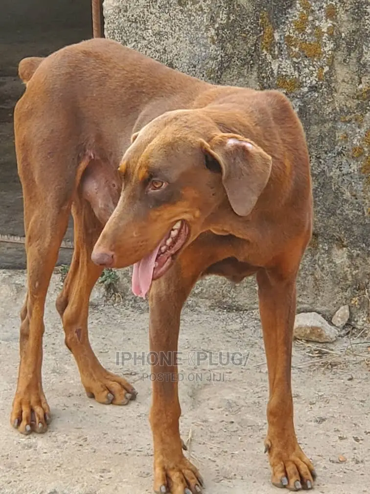 1+ year Male Purebred Doberman Pinscher