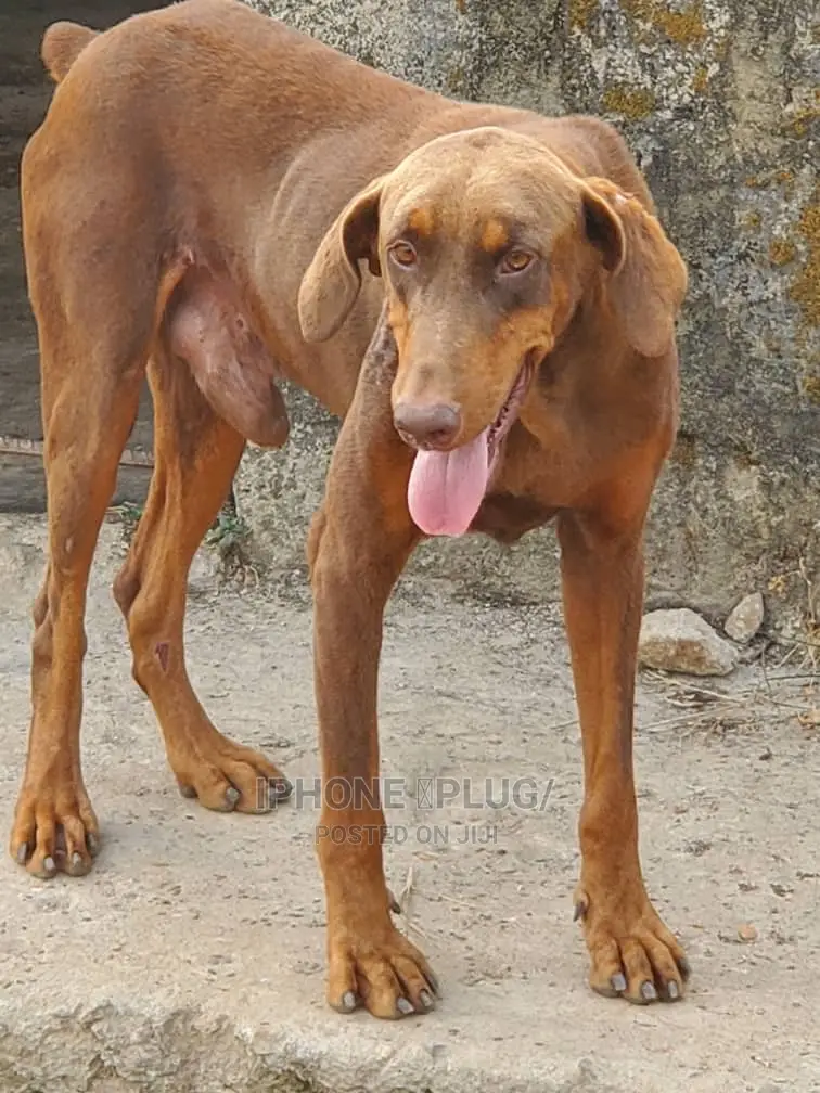 1+ year Male Purebred Doberman Pinscher