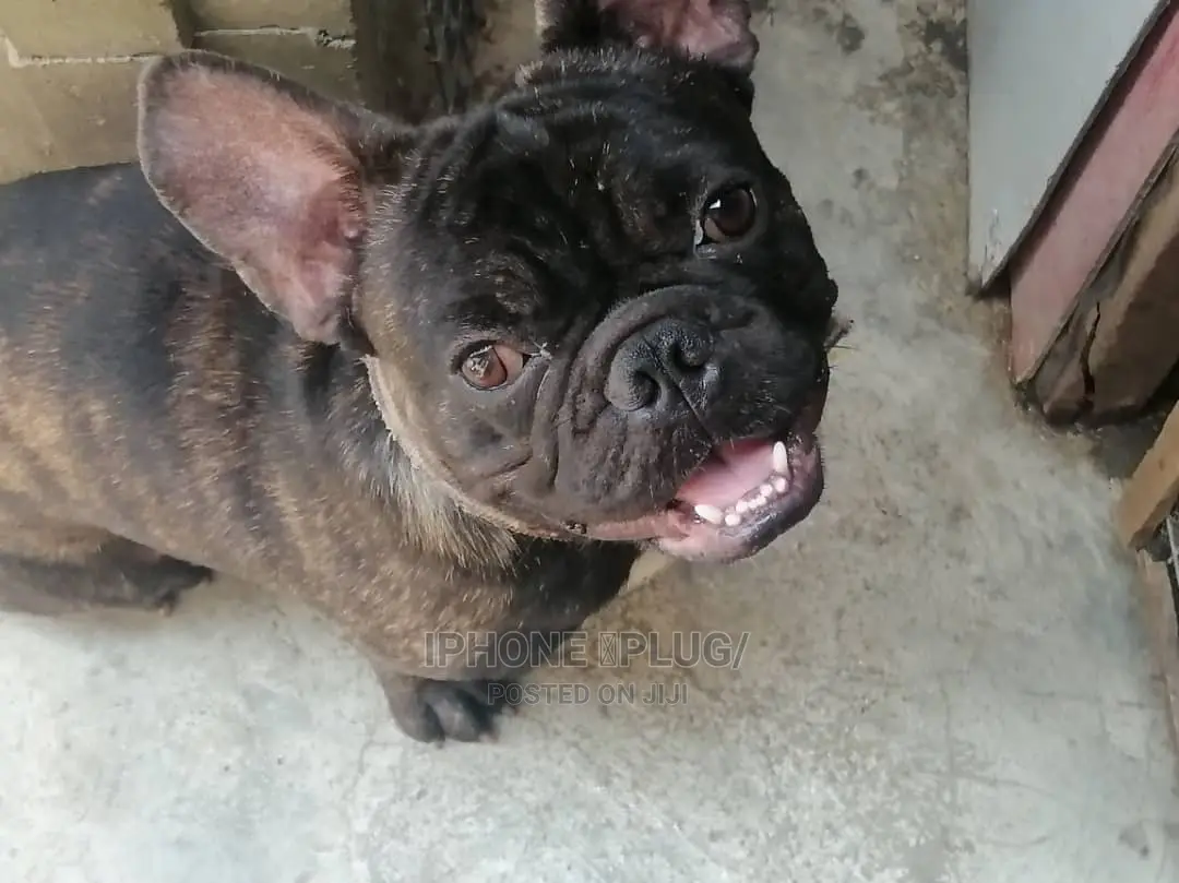 1+ year Male Purebred French Bulldog