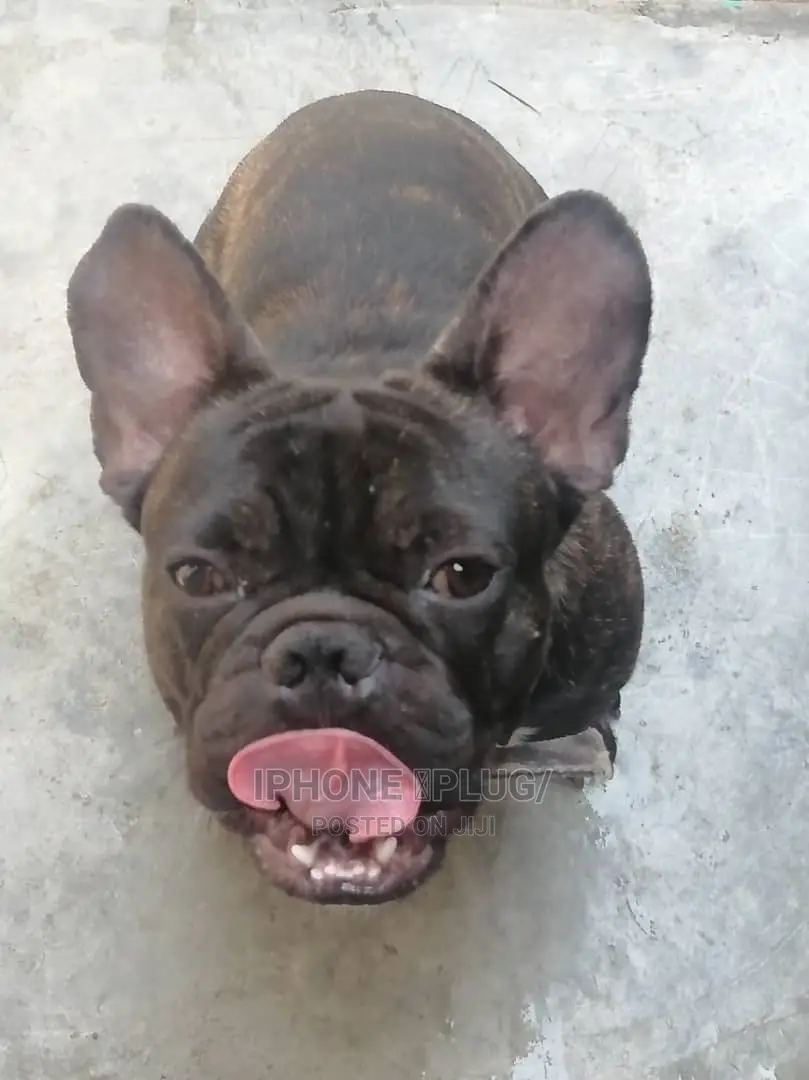 1+ year Male Purebred French Bulldog