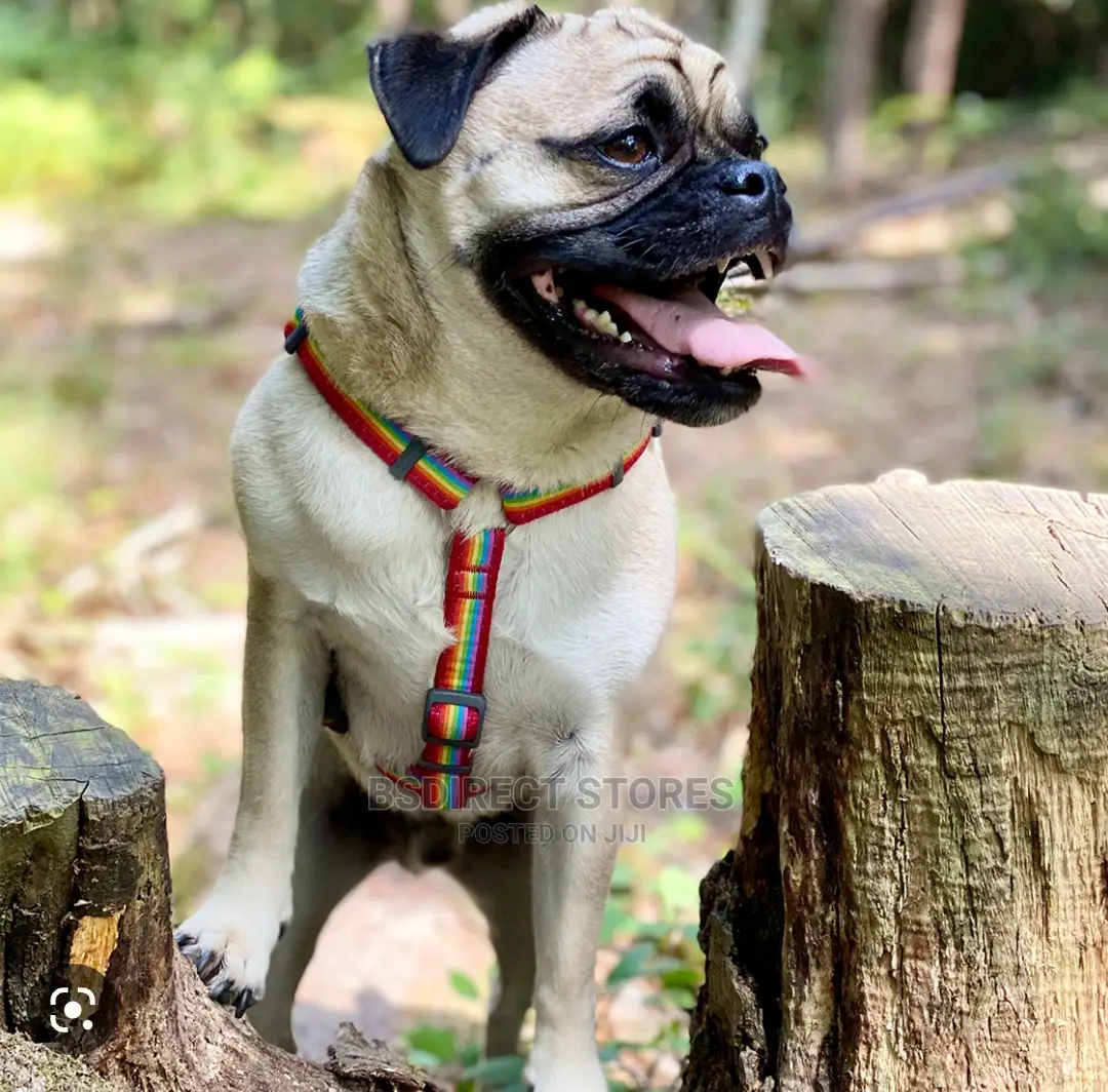 Red Dingo Adjustable Dog Harness - Rainbow Red. S - L