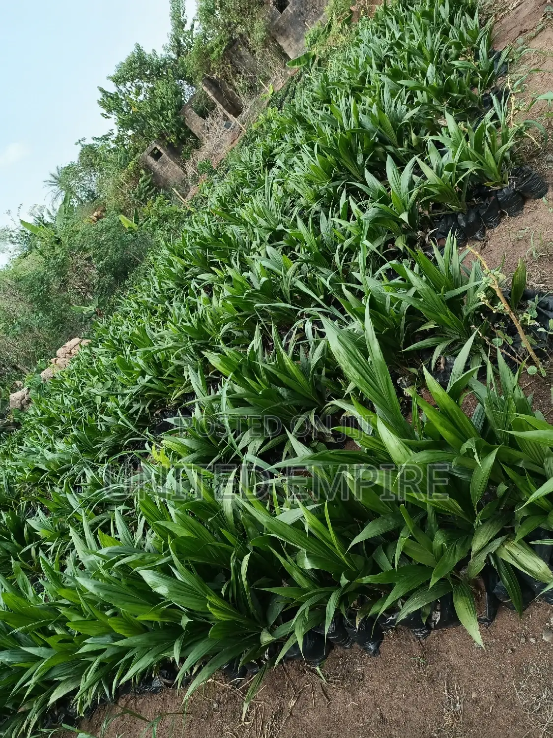 Hybrid Tenera and Super Gene Specie Sprouted Seedlings