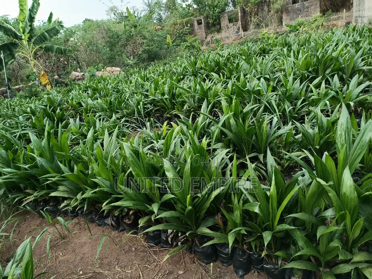 Hybrid Tenera and Super Gene Specie Sprouted Seedlings