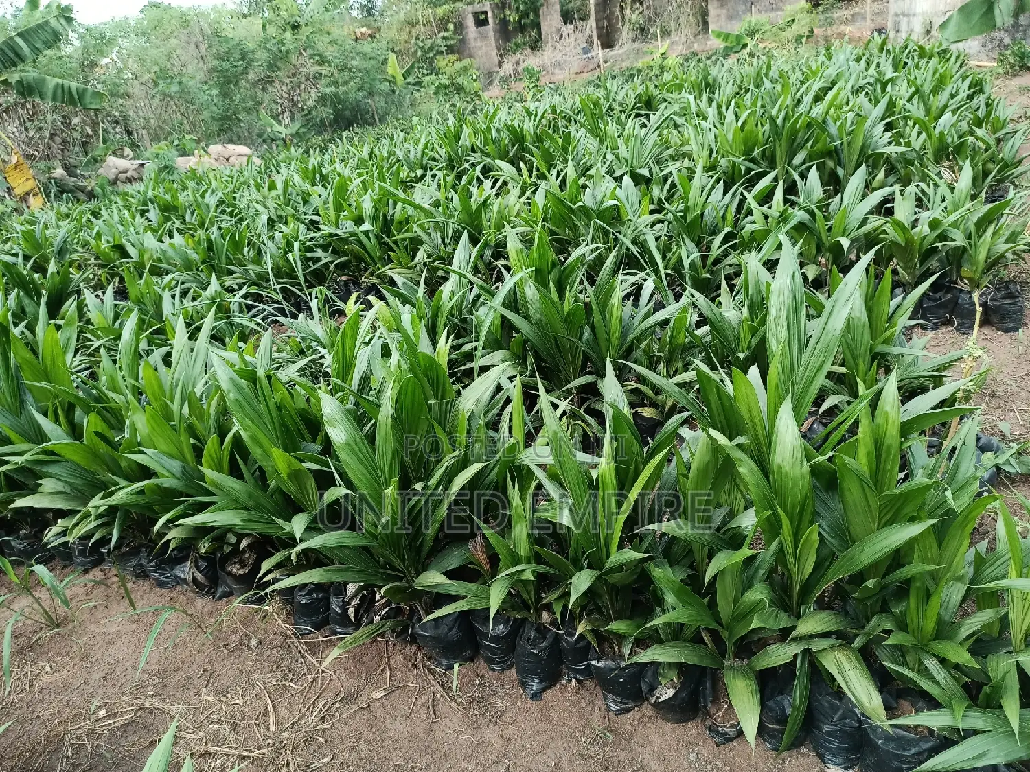 Hybrid Tenera and Super Gene Specie Sprouted Seedlings