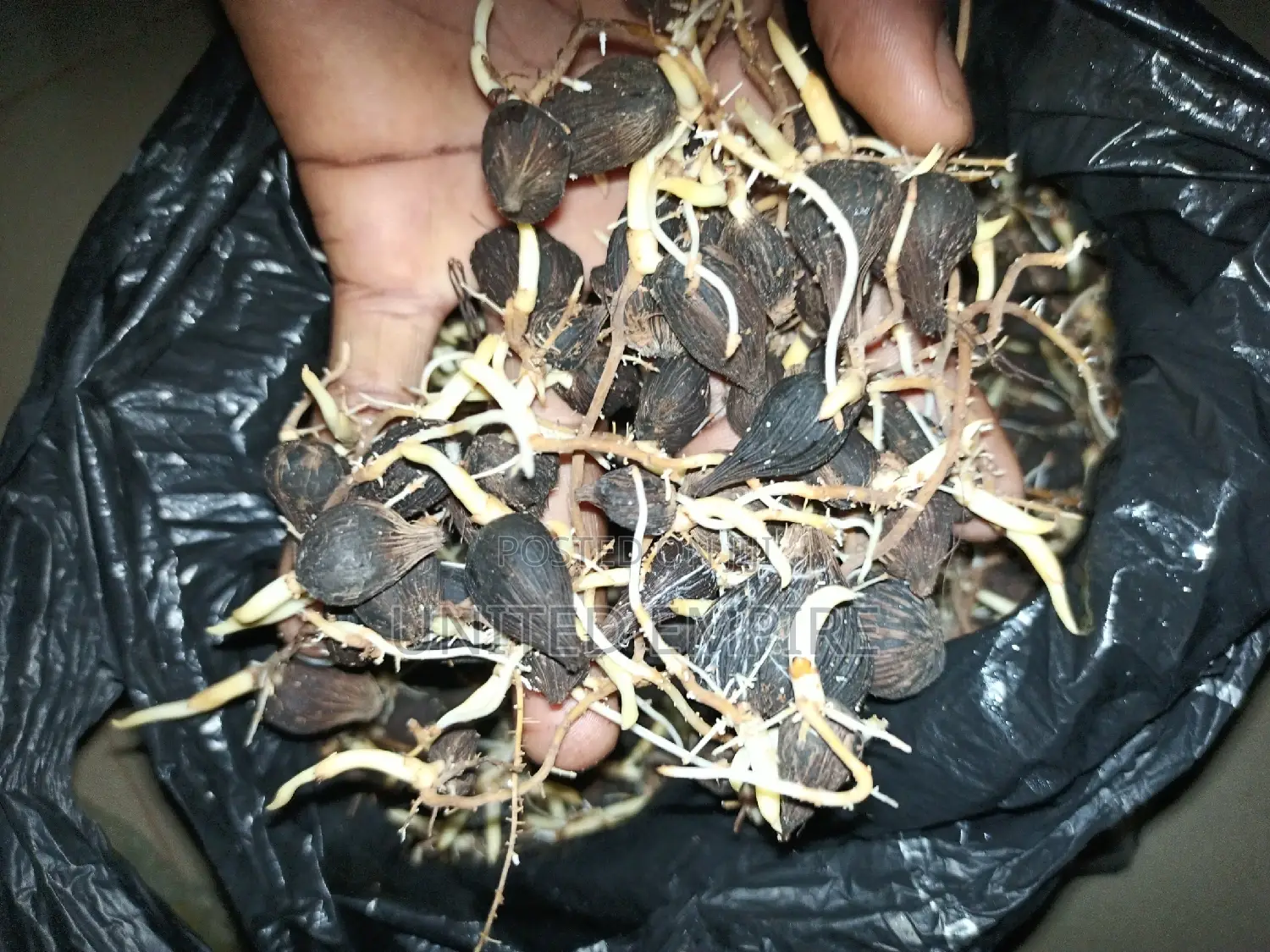Hybrid Tenera and Super Gene Specie Sprouted Seedlings