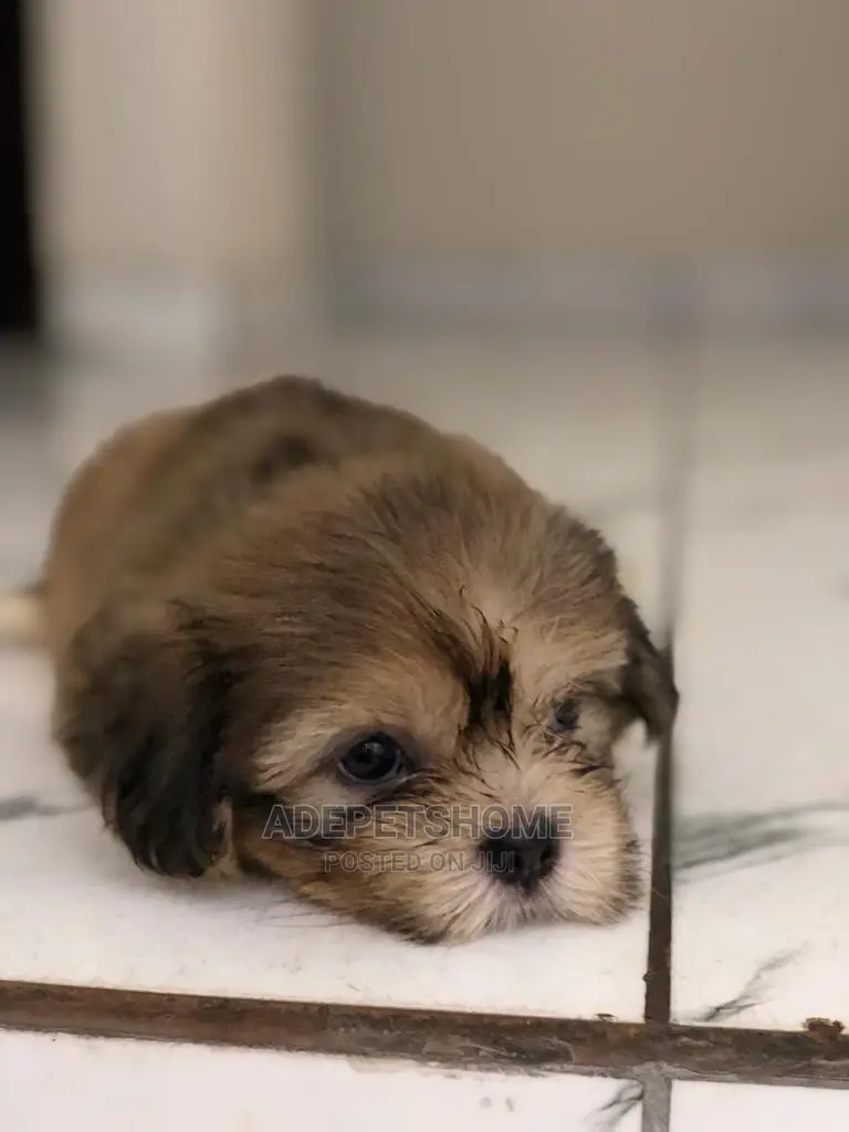 1-3 Months Female Purebred Lhasa Apso