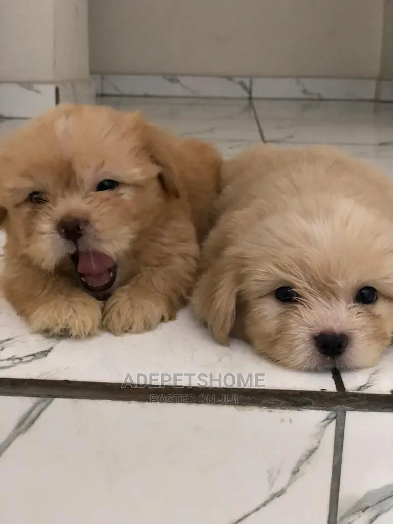 1-3 Months Female Purebred Lhasa Apso
