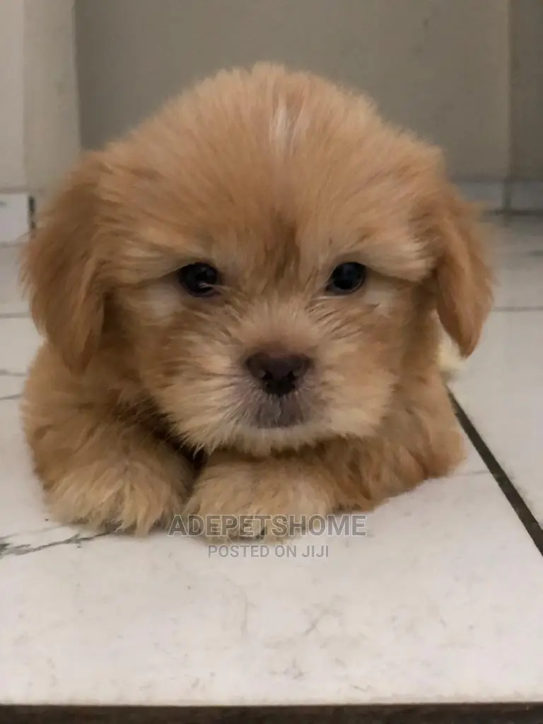 1-3 Months Female Purebred Lhasa Apso