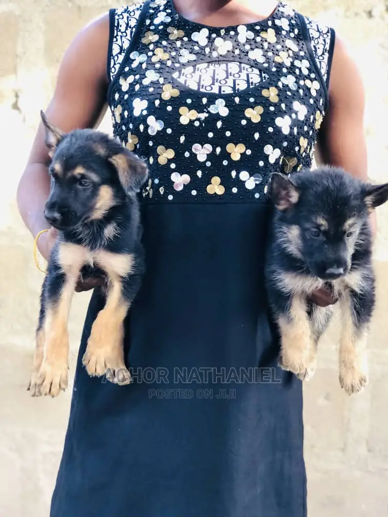 1-3 months Female Purebred German Shepherd