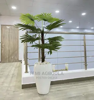 Lady Palm in Pot