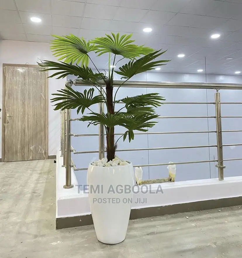 Lady Palm in Pot
