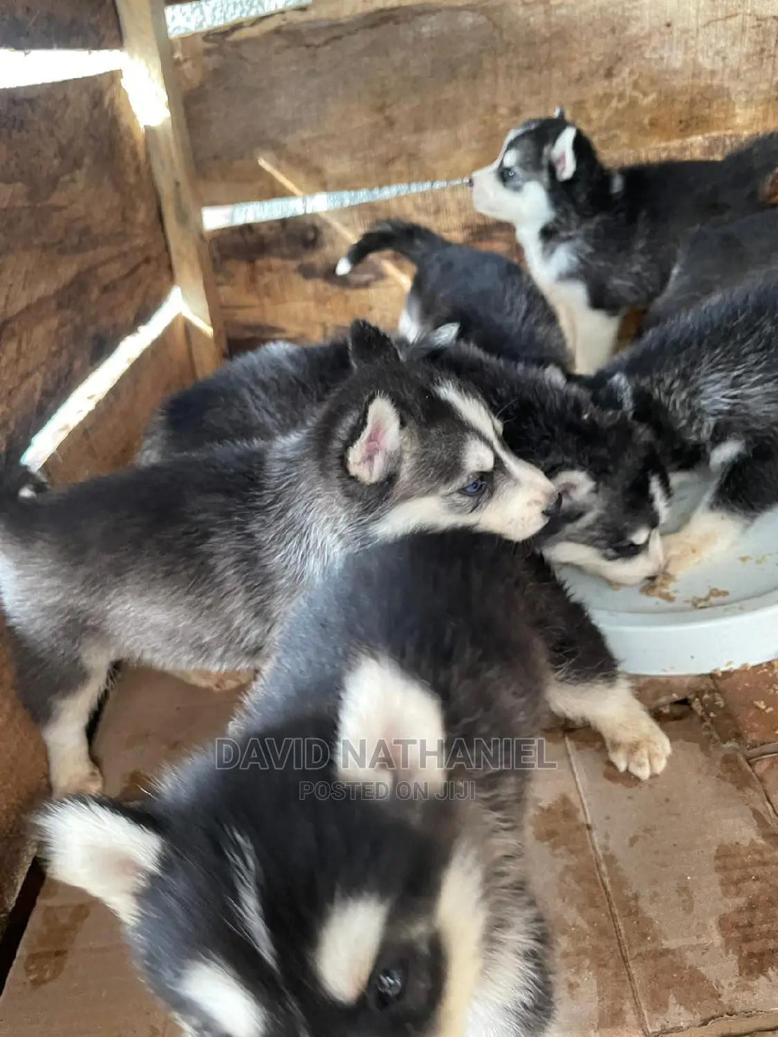 1-3 months Female Purebred Siberian Husky