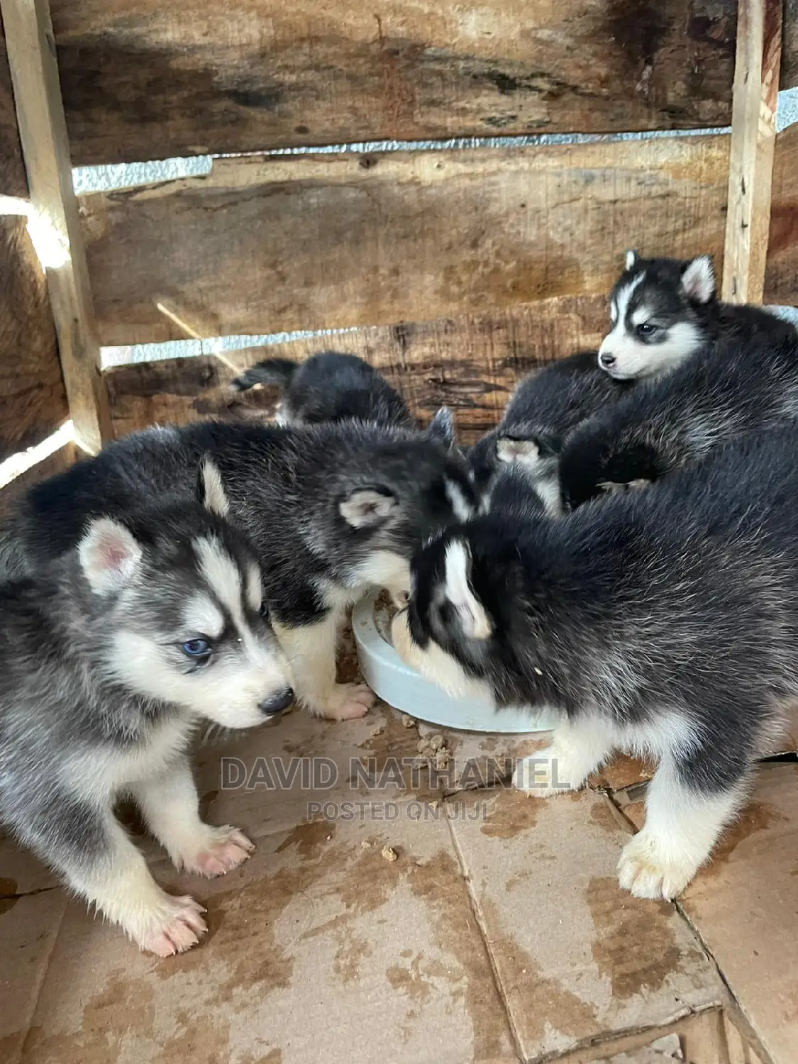 1-3 months Female Purebred Siberian Husky