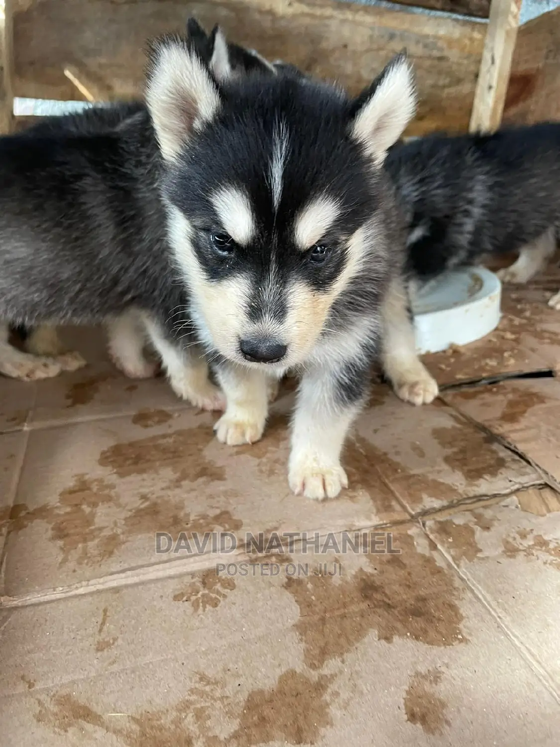 1-3 months Female Purebred Siberian Husky