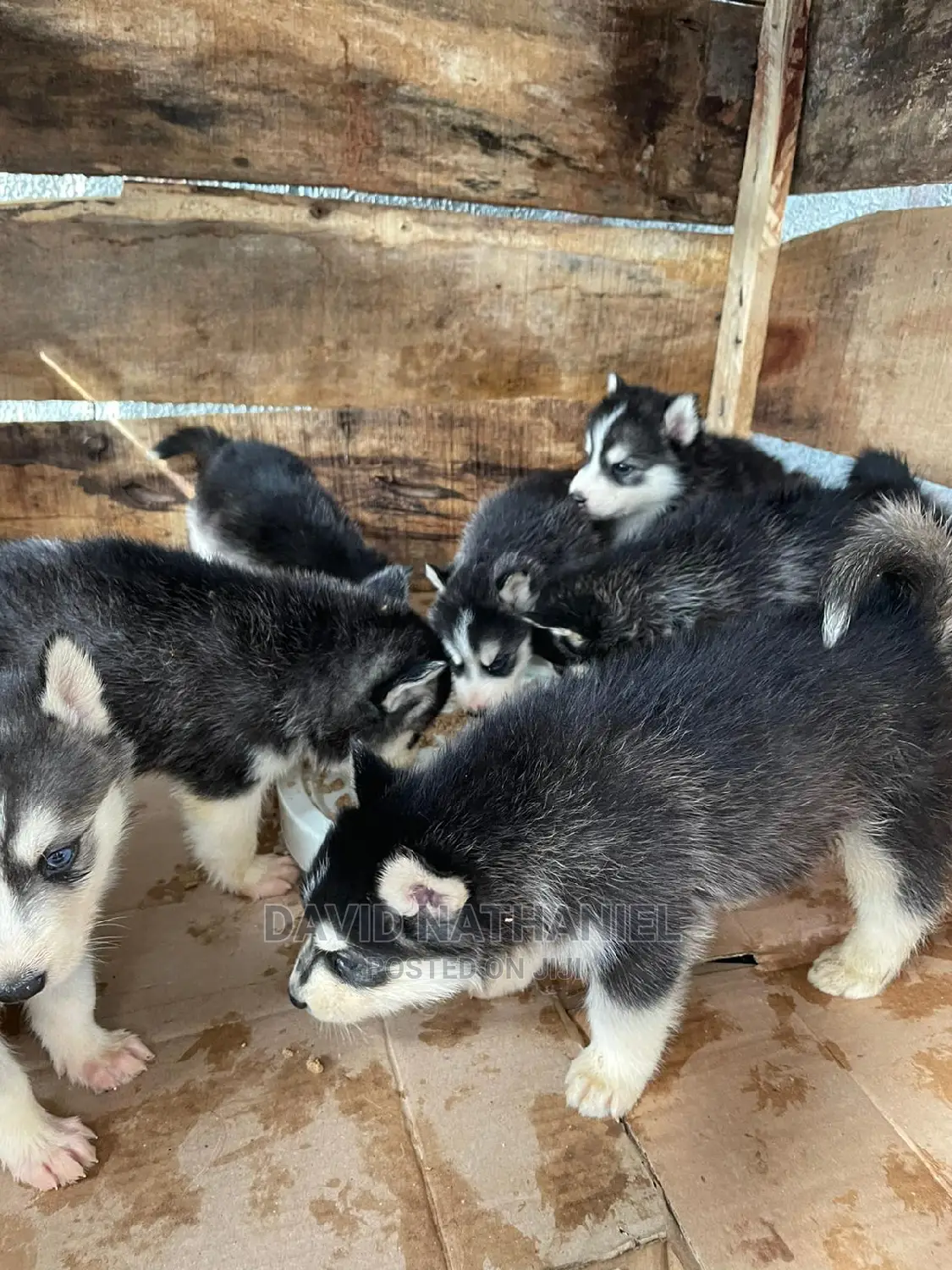 1-3 months Female Purebred Siberian Husky