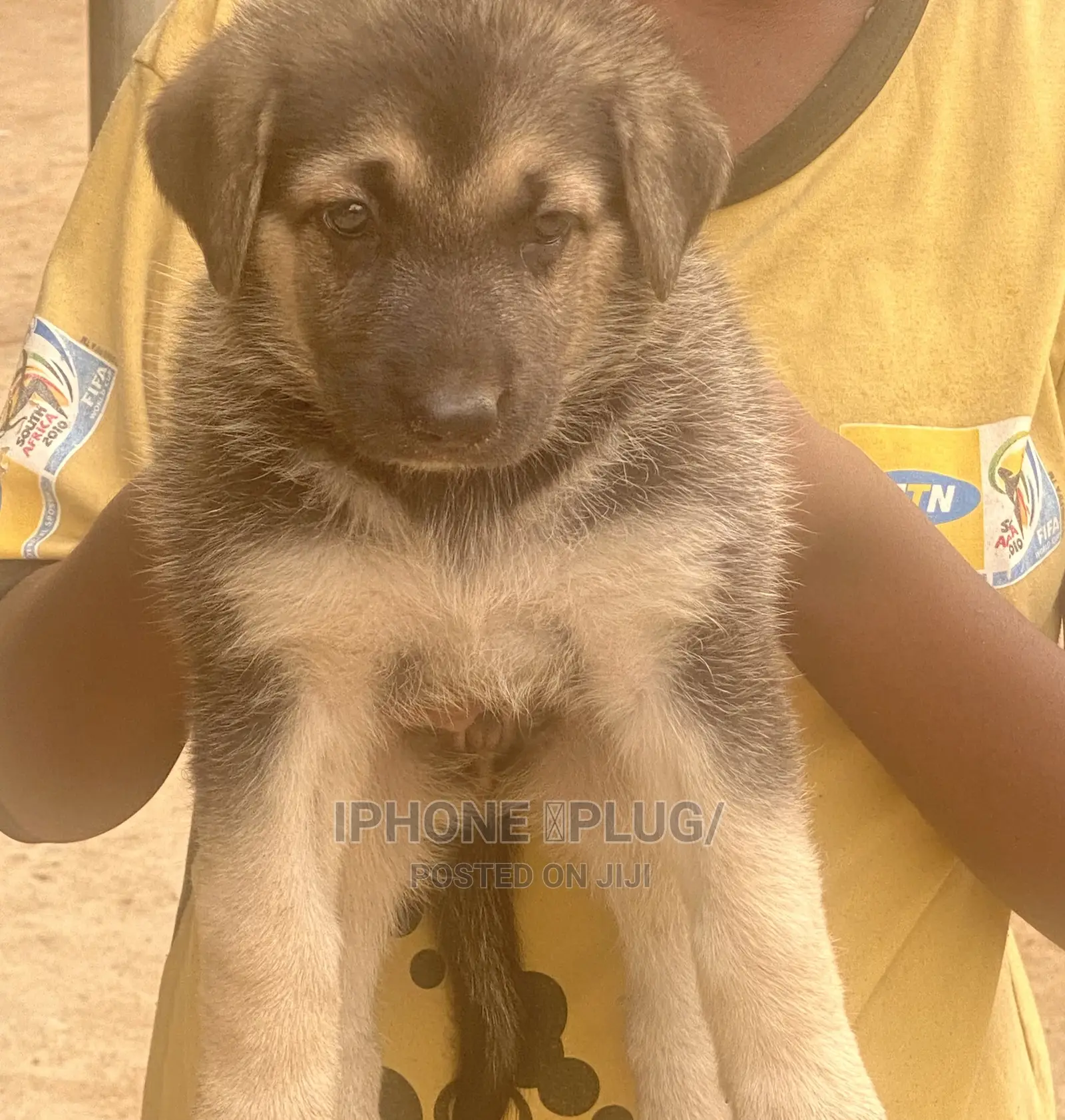 1-3 months Female Purebred German Shepherd