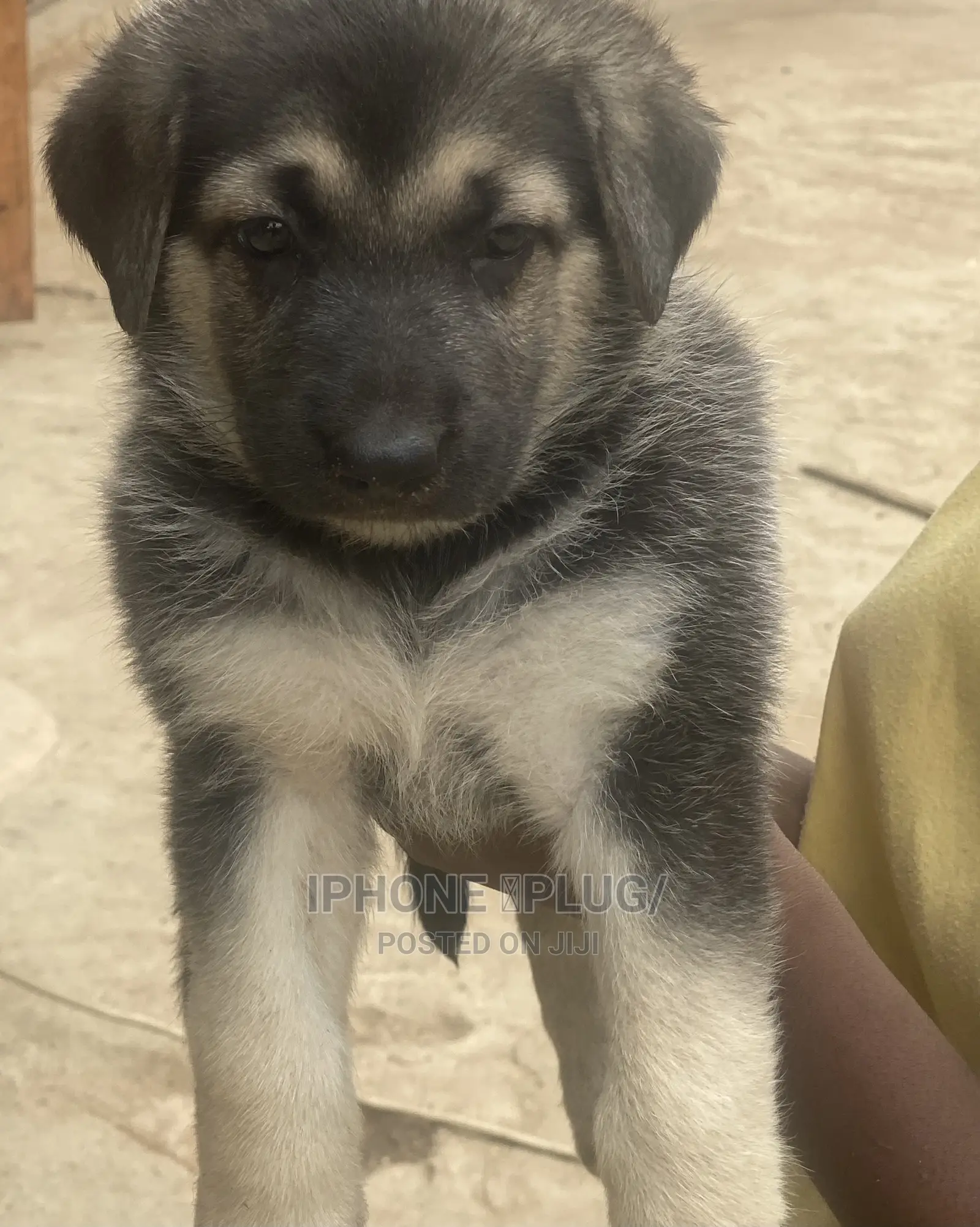 1-3 months Female Purebred German Shepherd