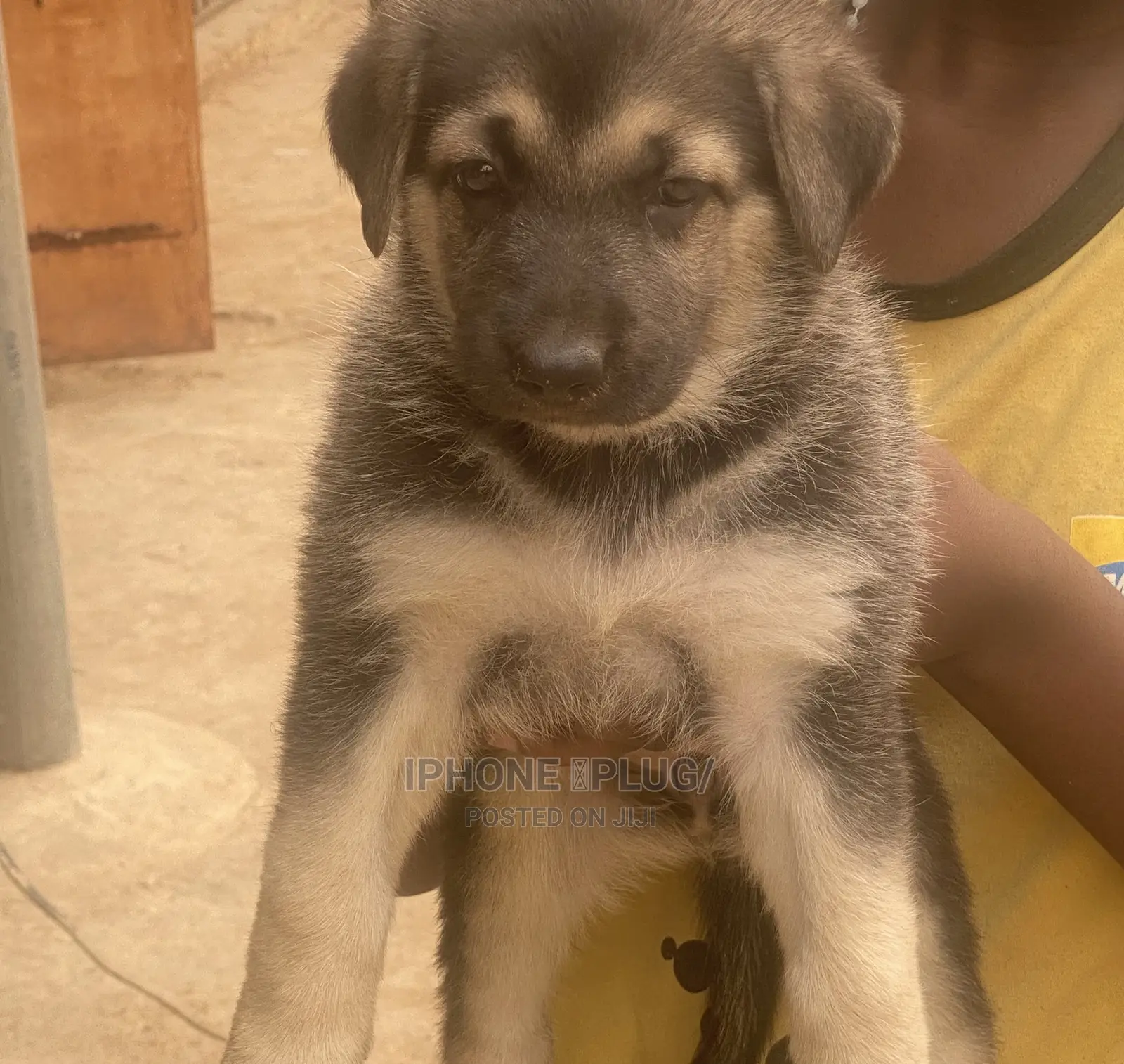 1-3 months Female Purebred German Shepherd