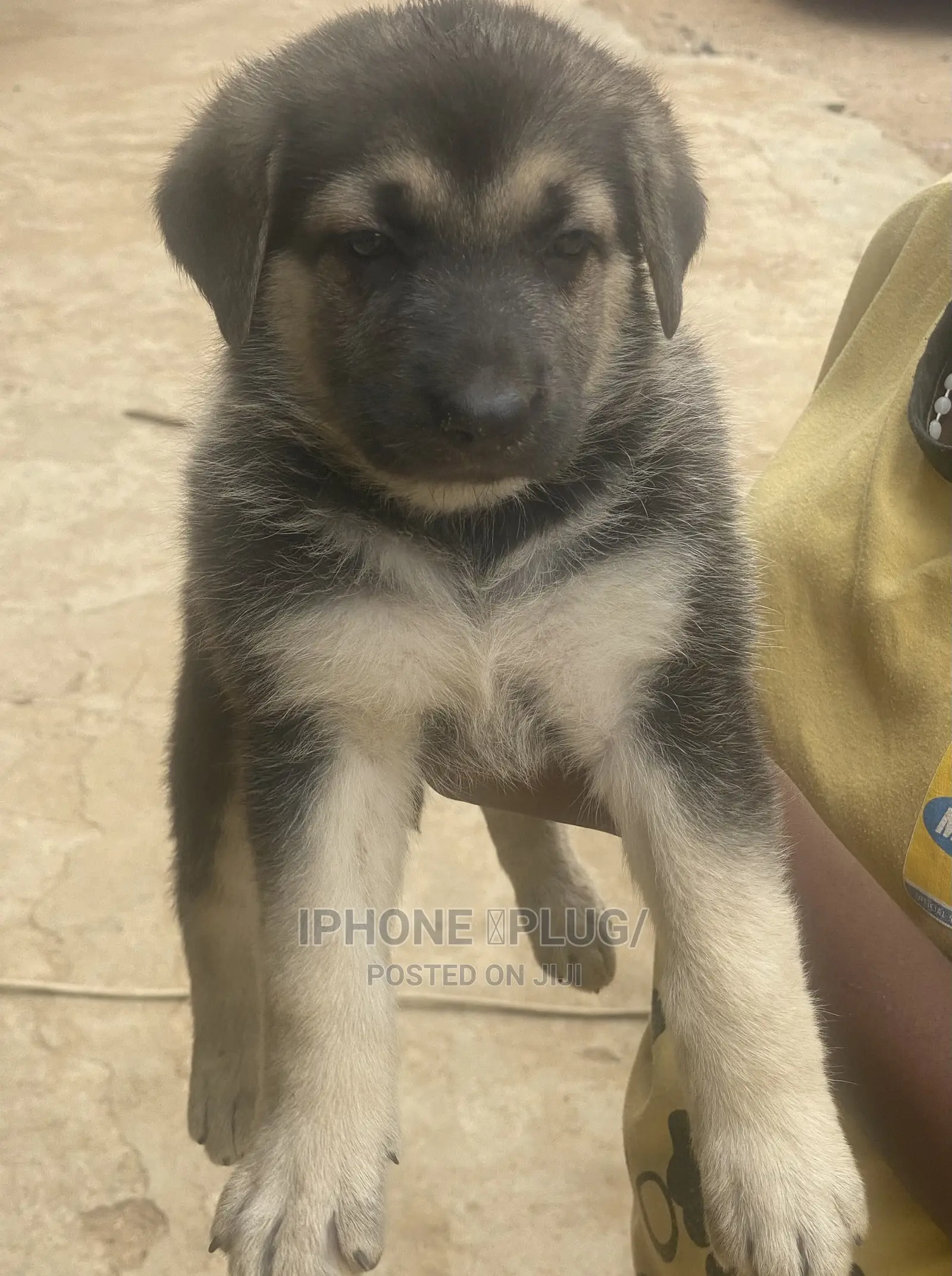 1-3 months Female Purebred German Shepherd