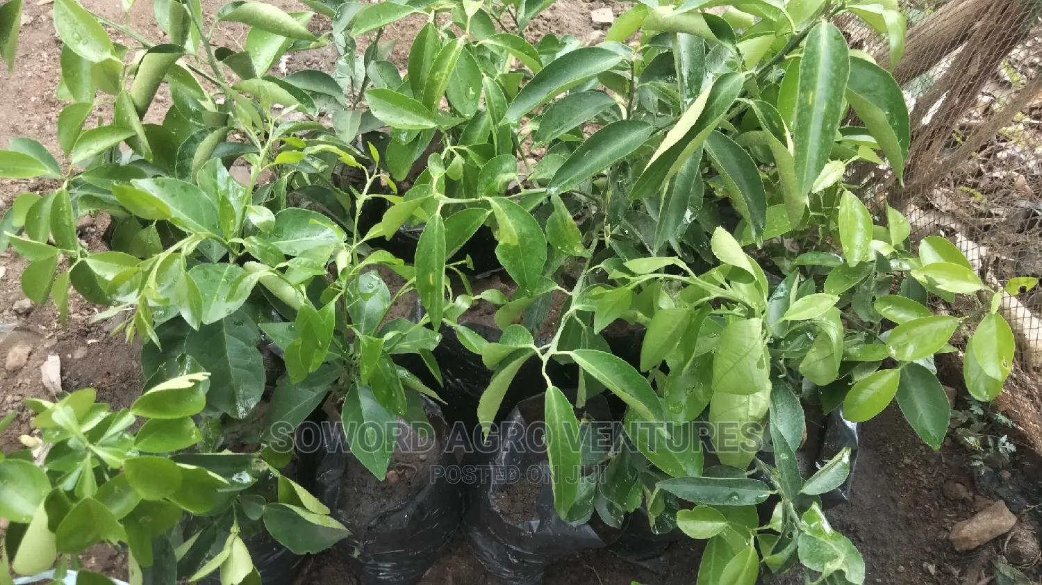 Hybrid Budded Citrus Seedlings. I.E Sweetorange, Lemon, Lime