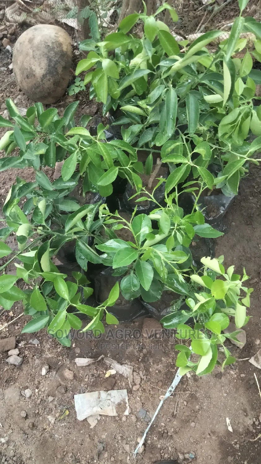 Hybrid Budded Citrus Seedlings. I.E Sweetorange, Lemon, Lime