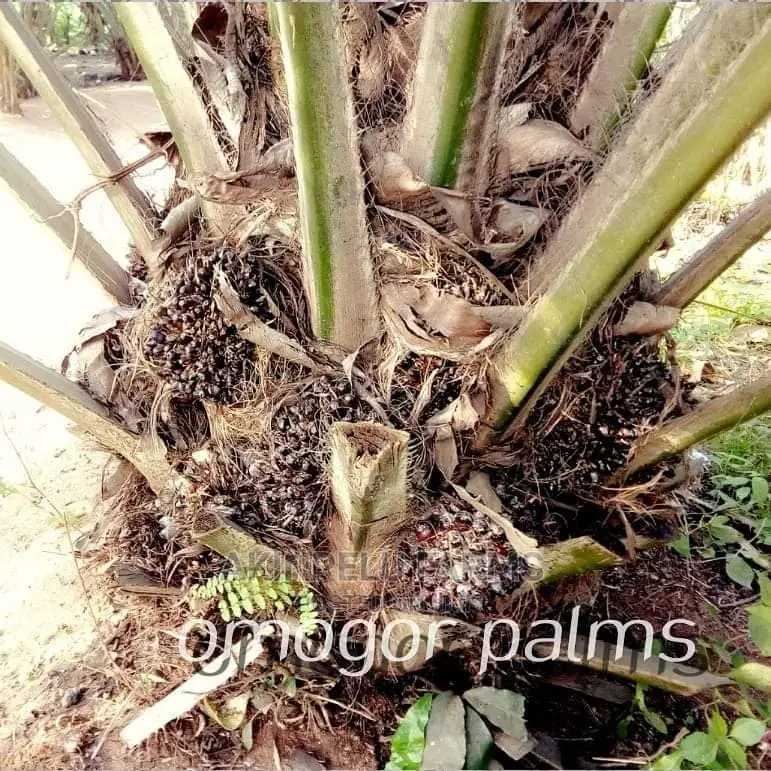 HYBRID TENERA PALM SEEDLINGS-"Grow for Me"