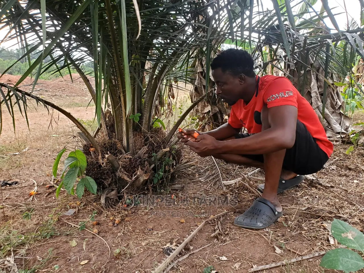 HYBRID TENERA PALM SEEDLINGS-"Grow for Me"