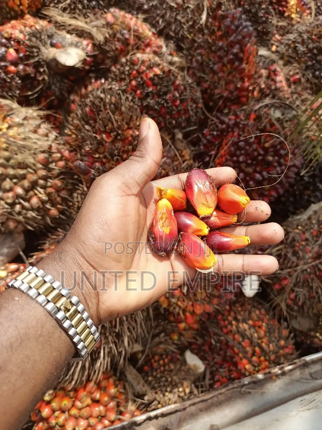 Hybrid Super Gene Oil Palm and Dwarf Coconuts Seedlings