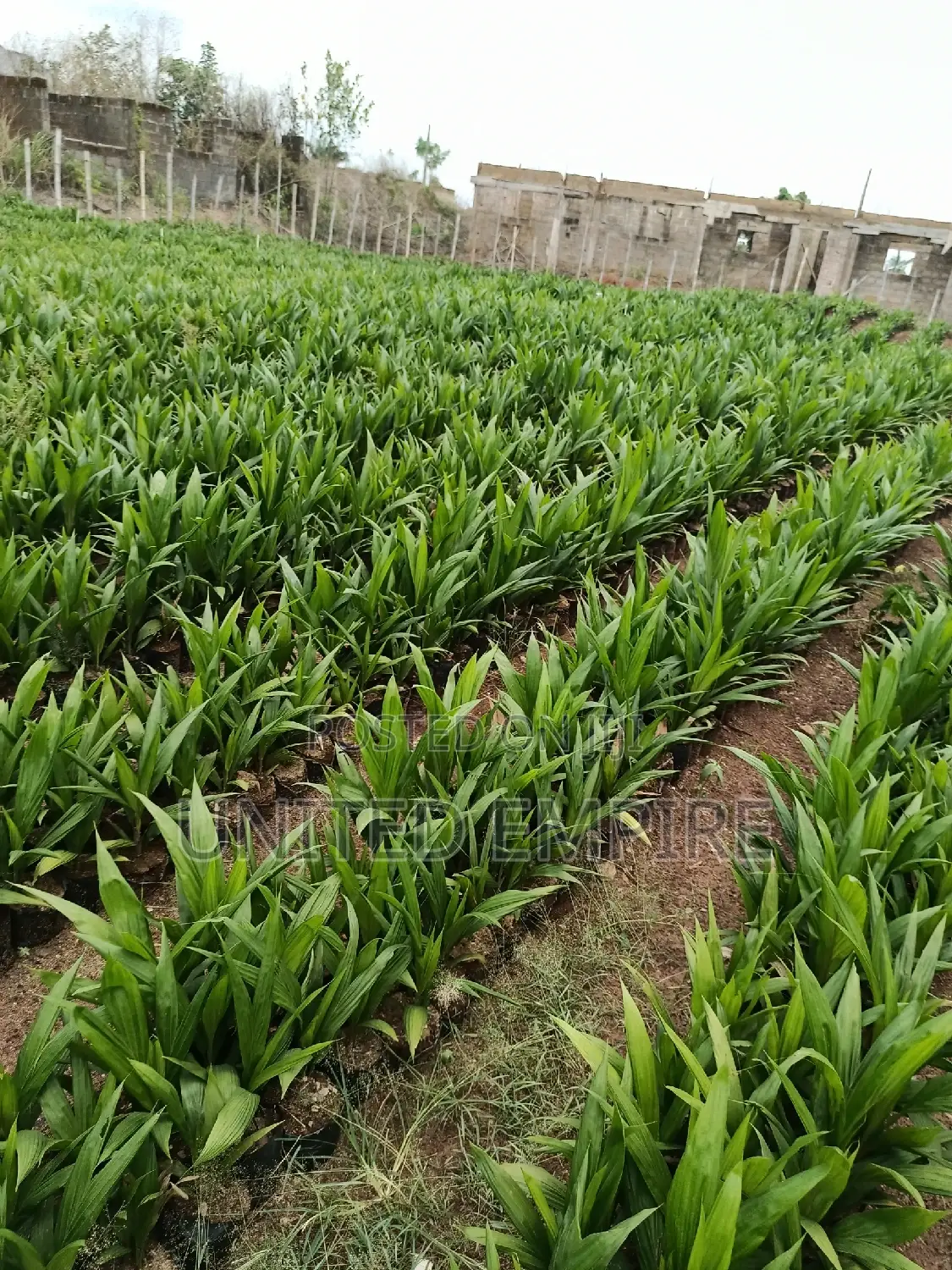 Hybrid Super Gene Oil Palm and Dwarf Coconuts Seedlings