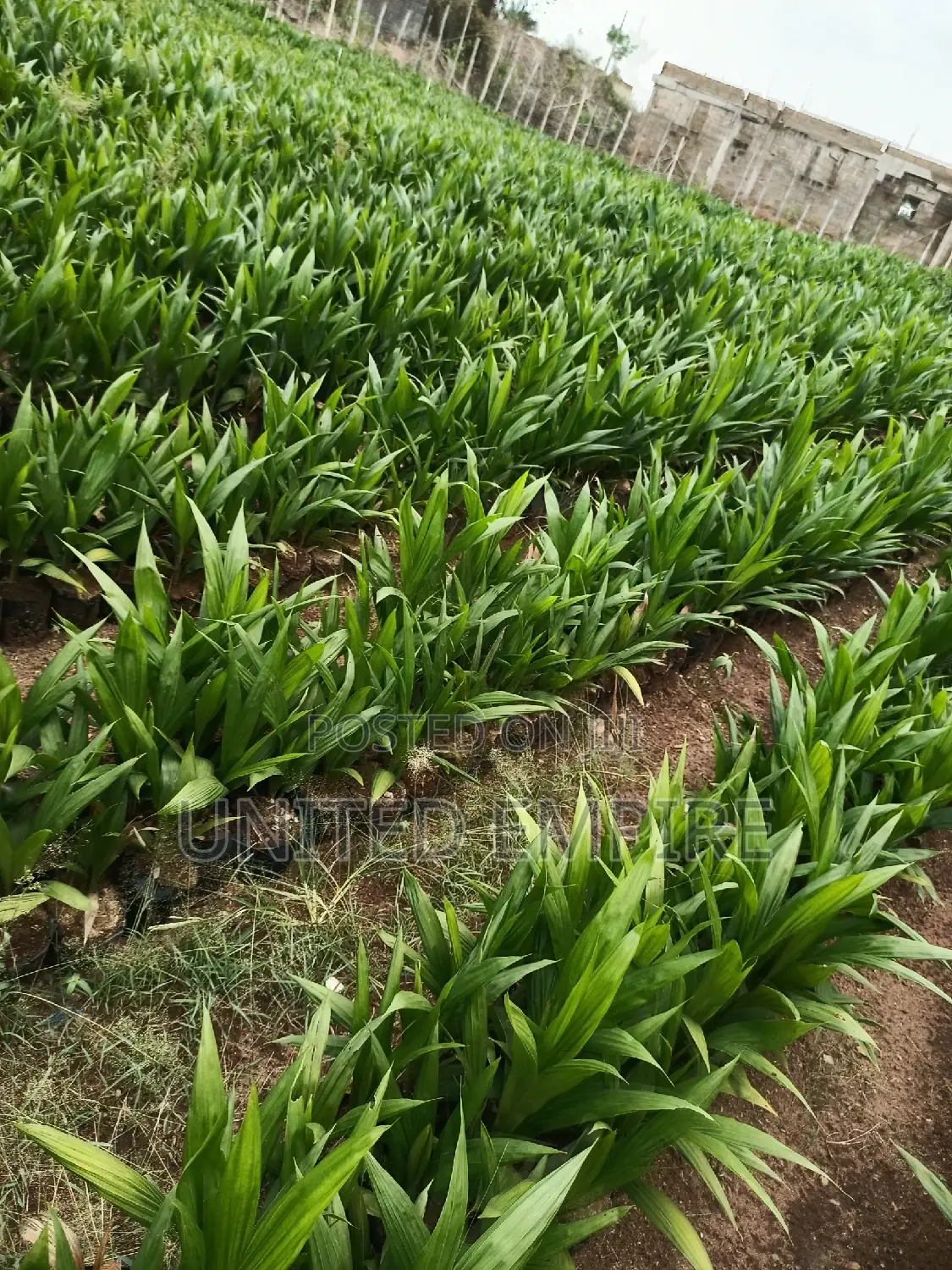 Hybrid Super Gene Oil Palm and Dwarf Coconuts Seedlings