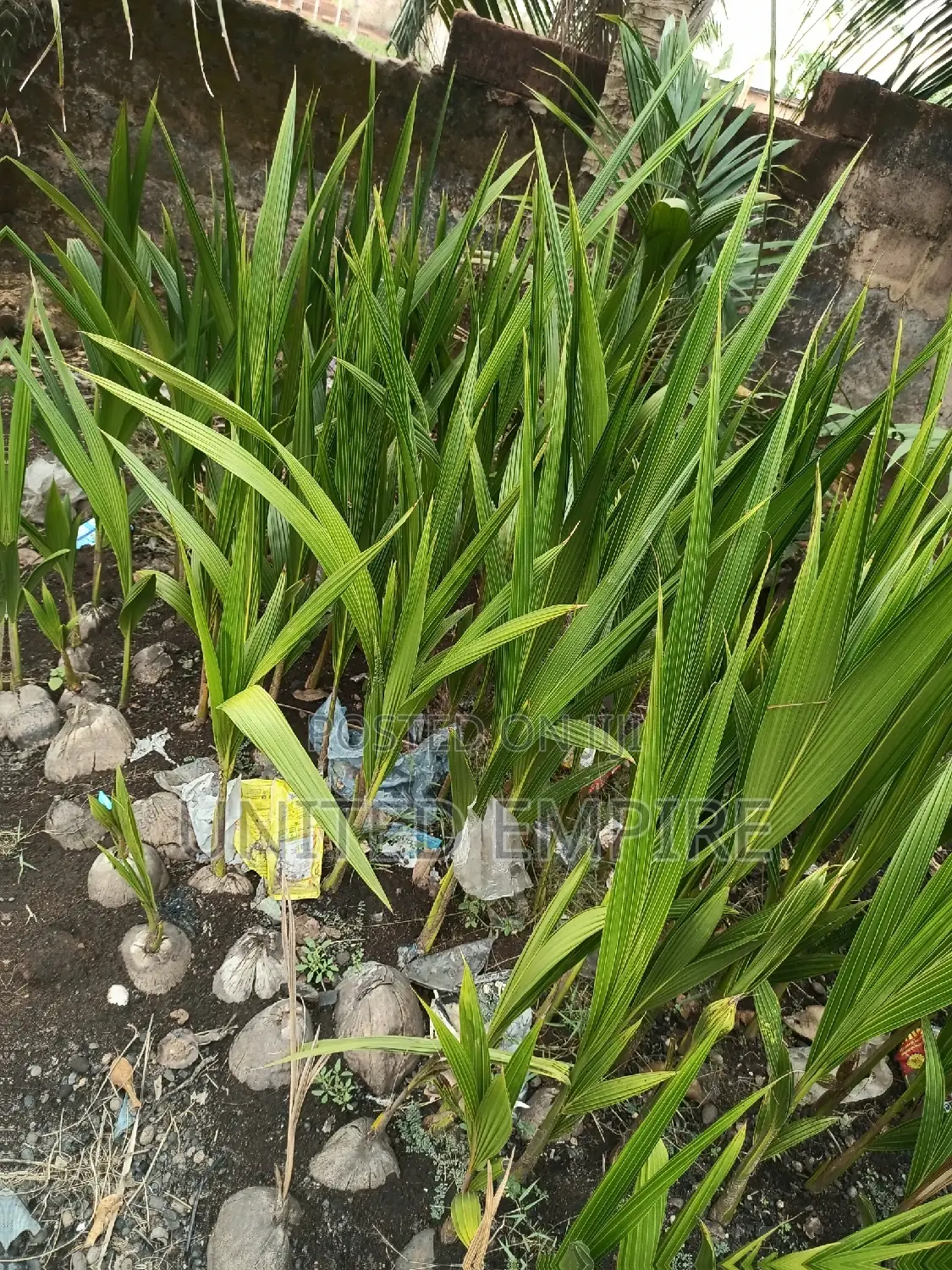 Hybrid Super Gene Oil Palm and Dwarf Coconuts Seedlings