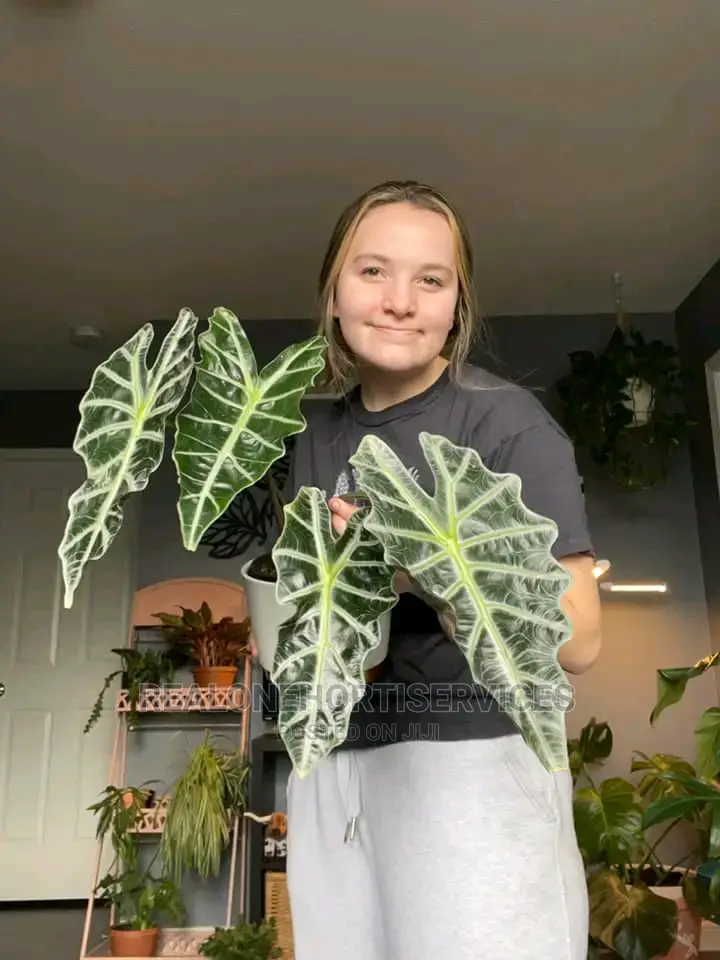 African Mask Plant