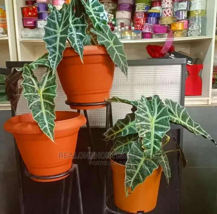 African Mask Plant