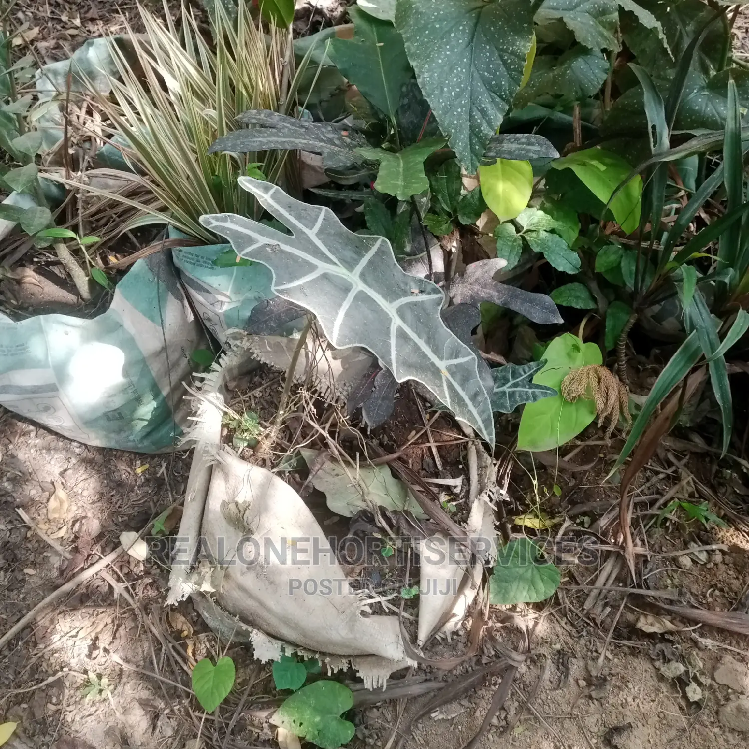 African Mask Plant
