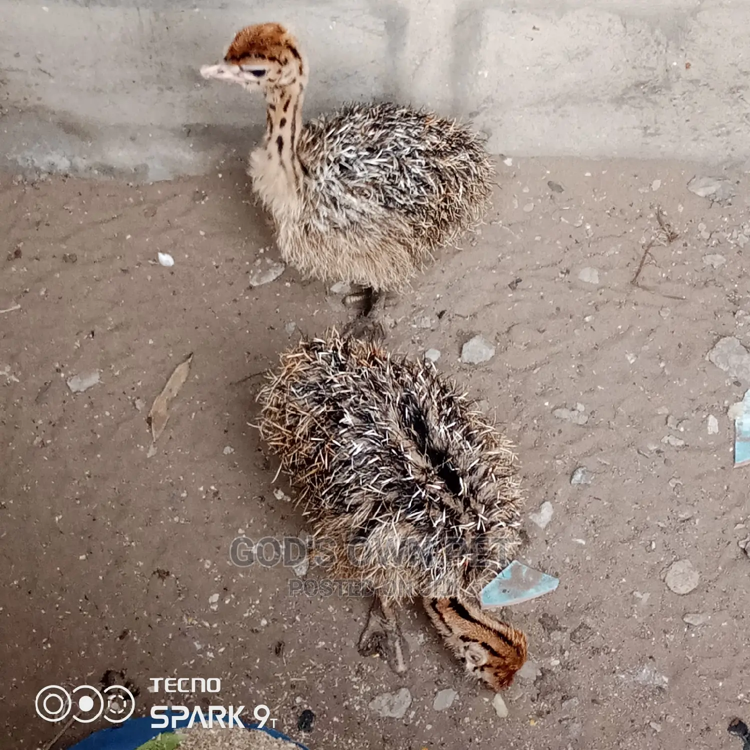 Baby Ostrich Is Available for Sale